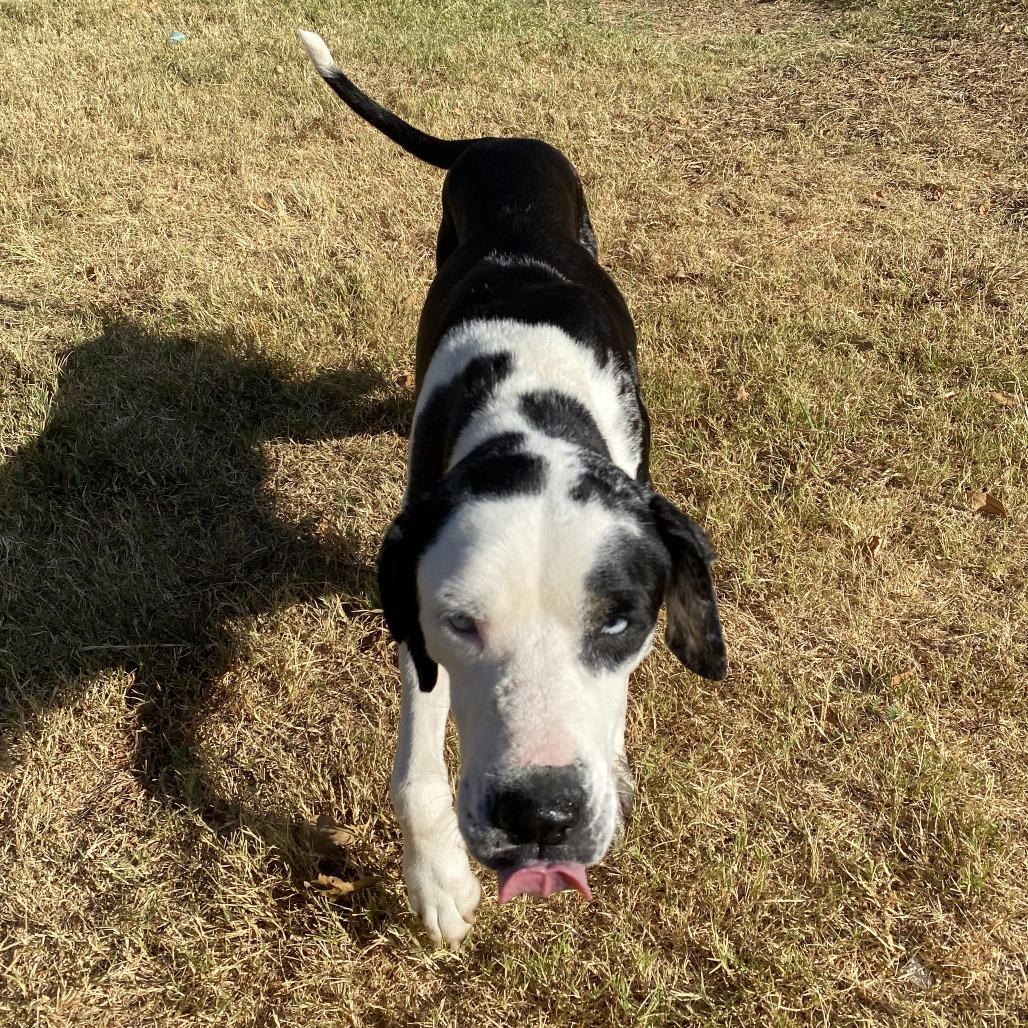 Enlarge Roscoe, a Adoptable mixed breed in Denison, TX image 4/6