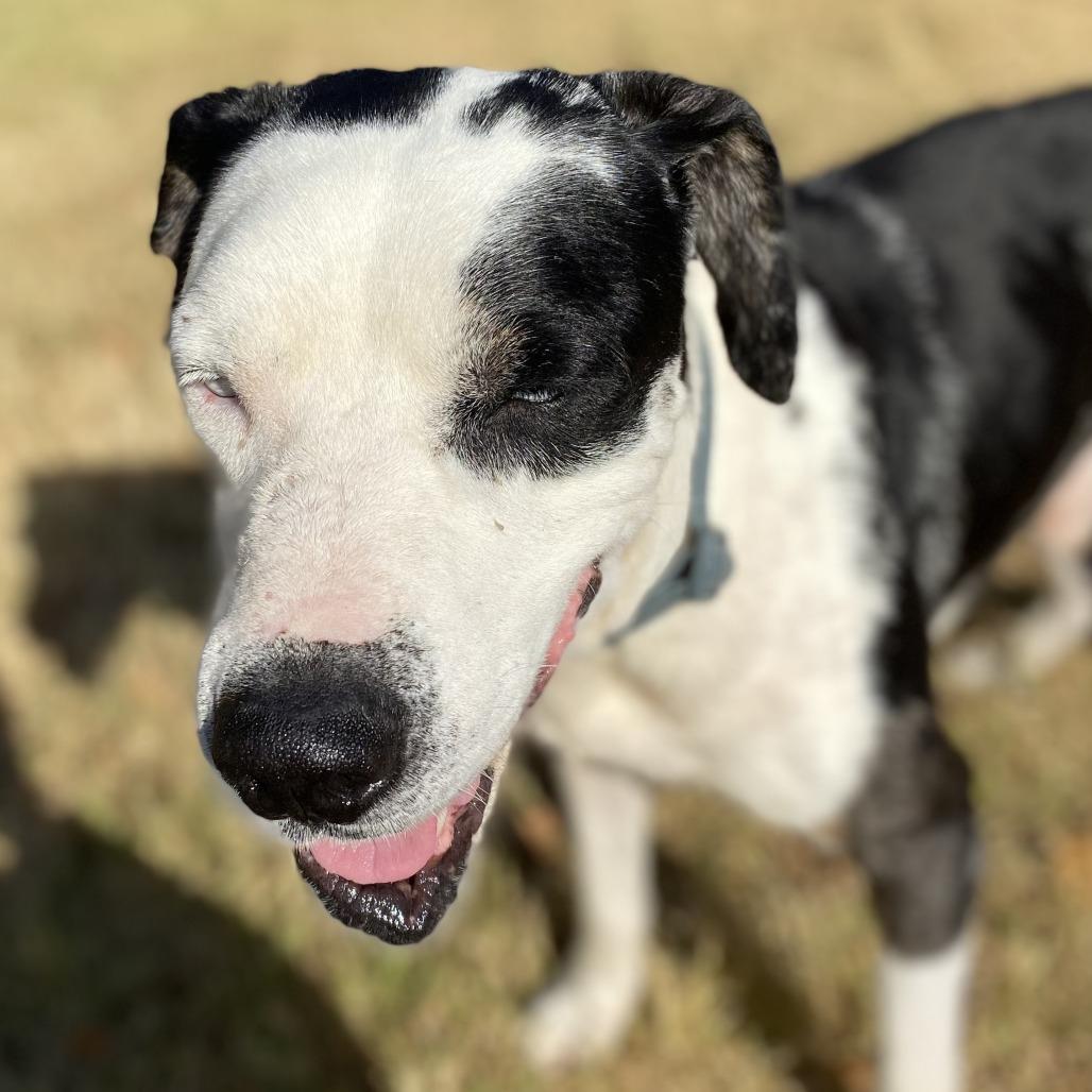 Enlarge Roscoe, a Adoptable mixed breed in Denison, TX image 5/6
