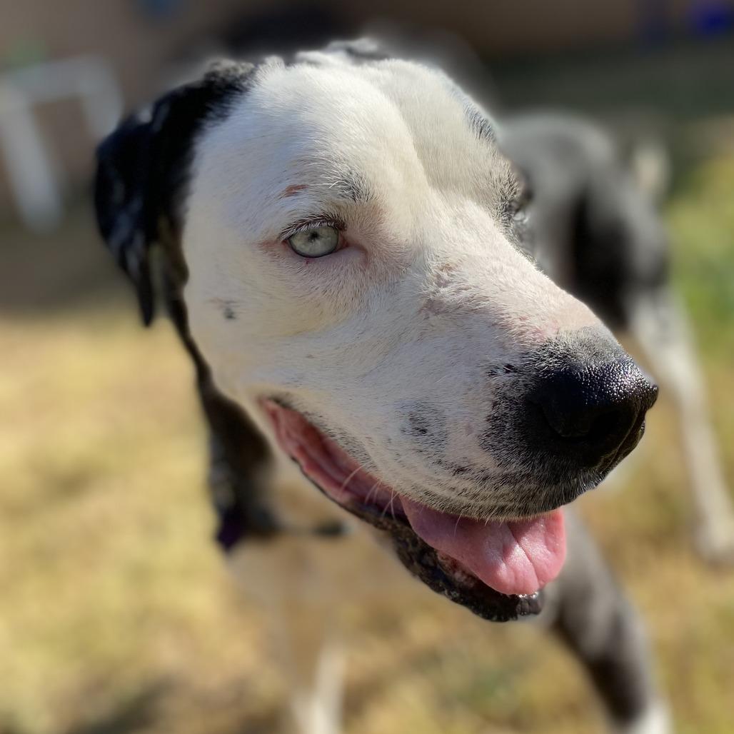 Enlarge Roscoe, a Adoptable mixed breed in Denison, TX image 6/6