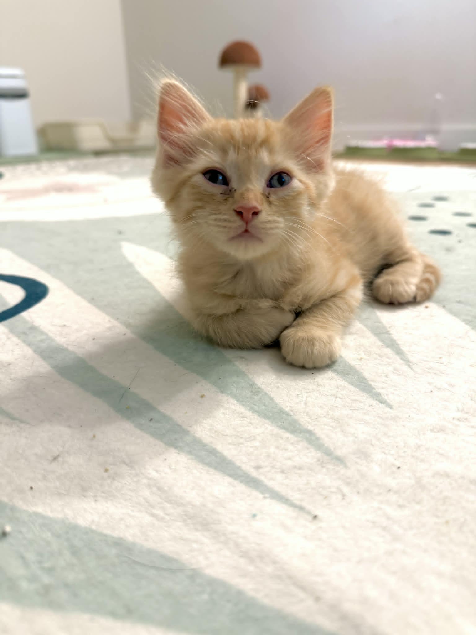 Rocky, a Adoptable Domestic Medium Hair in Mullica Hill, NJ image 2/3