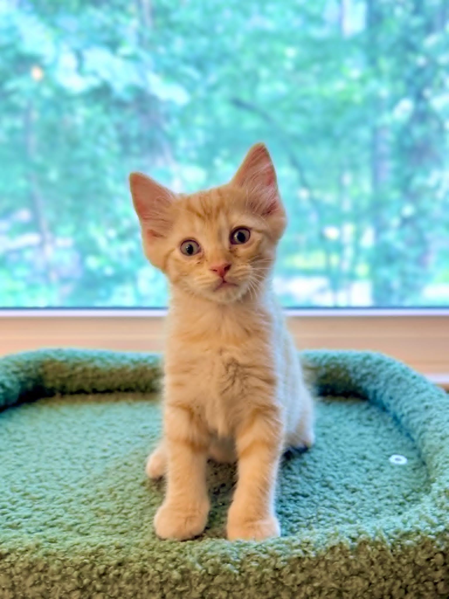 Rocky, Adoptable, Kitten Male Domestic Medium Hair.