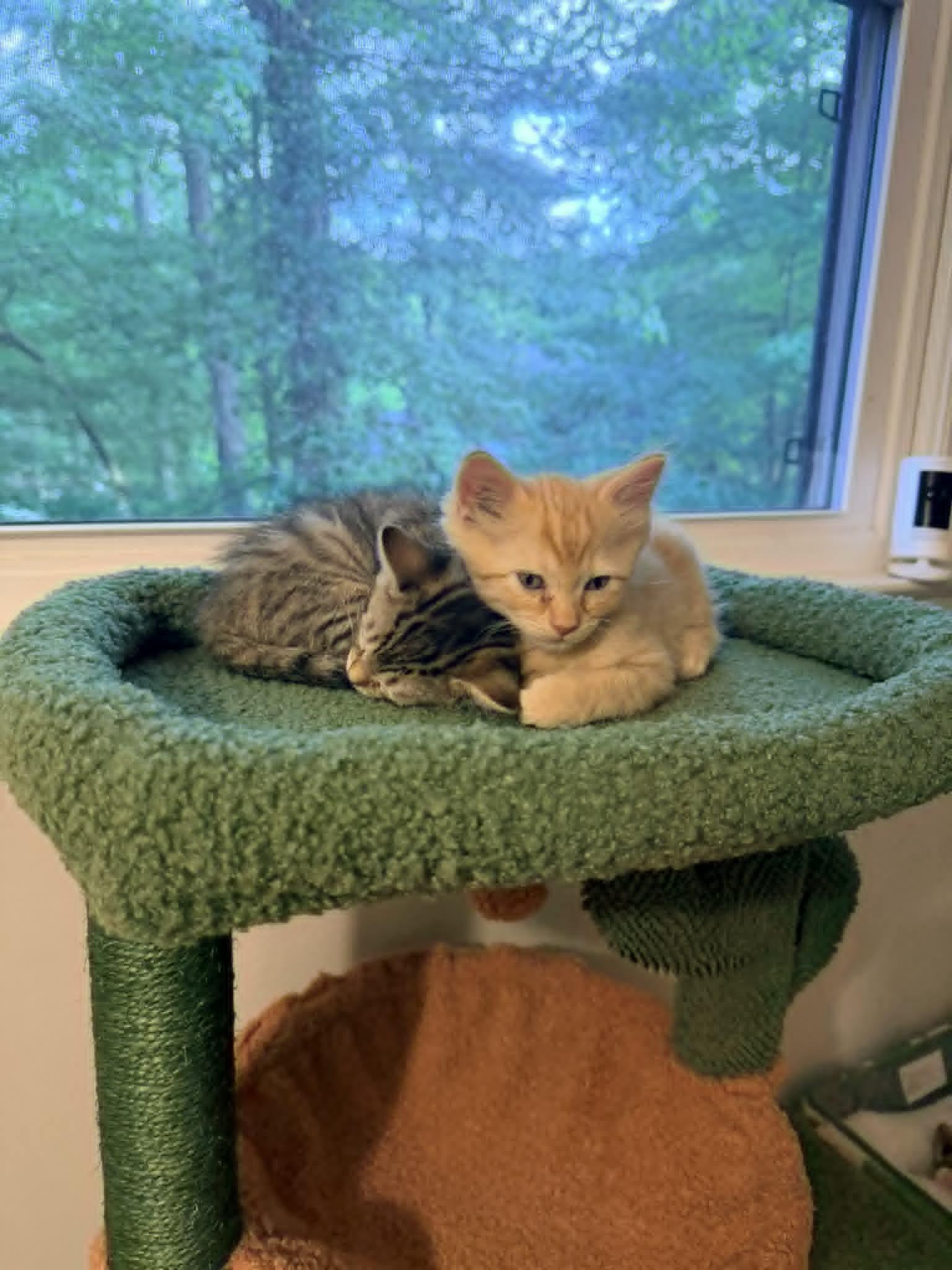 Rocky, a Adoptable Domestic Medium Hair in Mullica Hill, NJ image 3/3