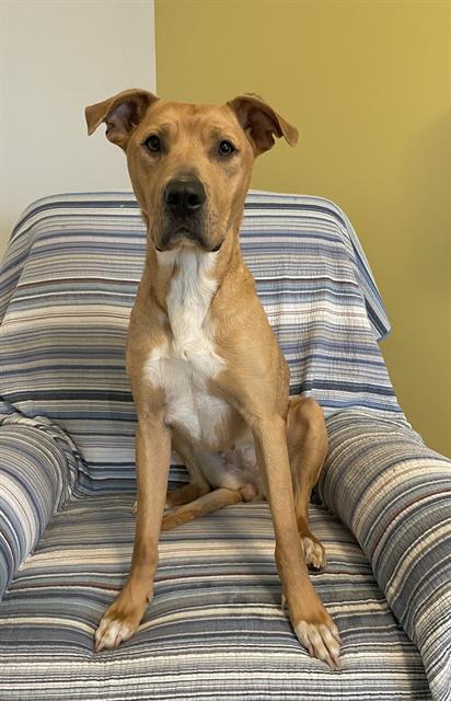ELOISE, Adoptable, Adult Female Mixed Breed.