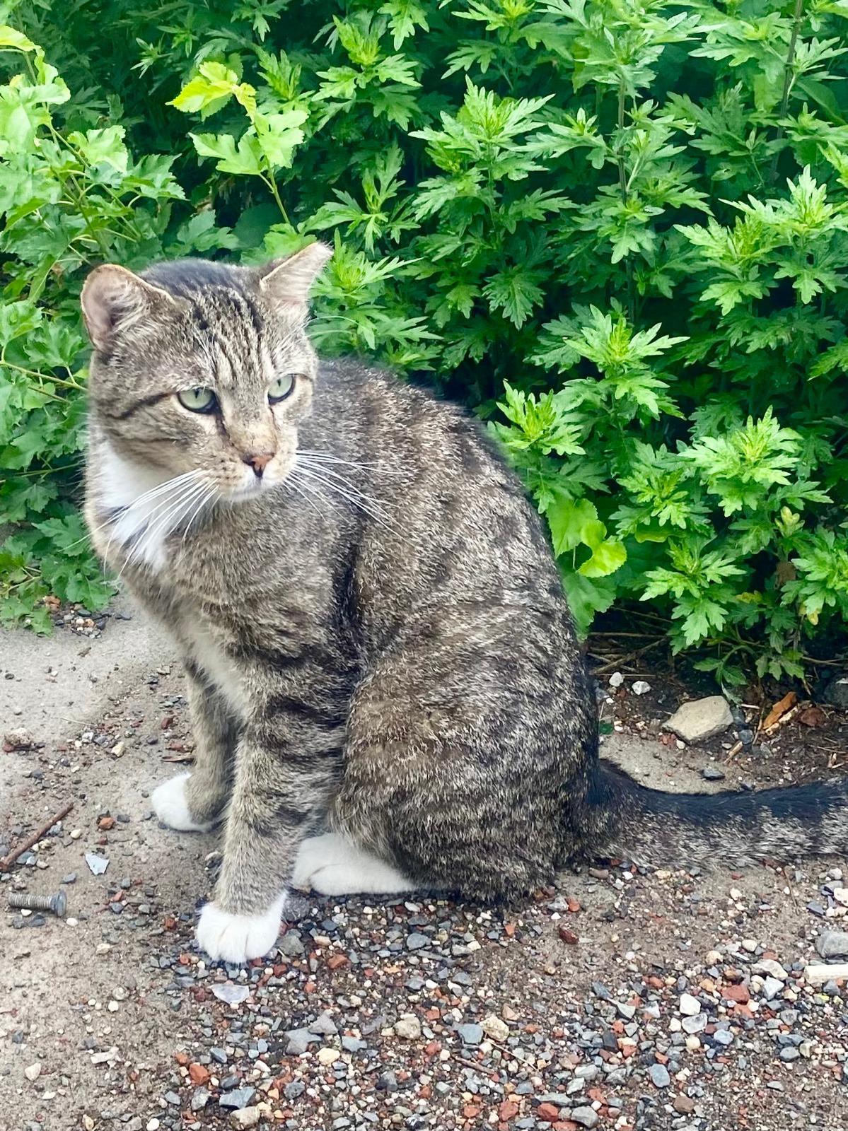 Chickpea, a ADOPTABLE Domestic Short Hair in Weehawken, NJ image 5/6