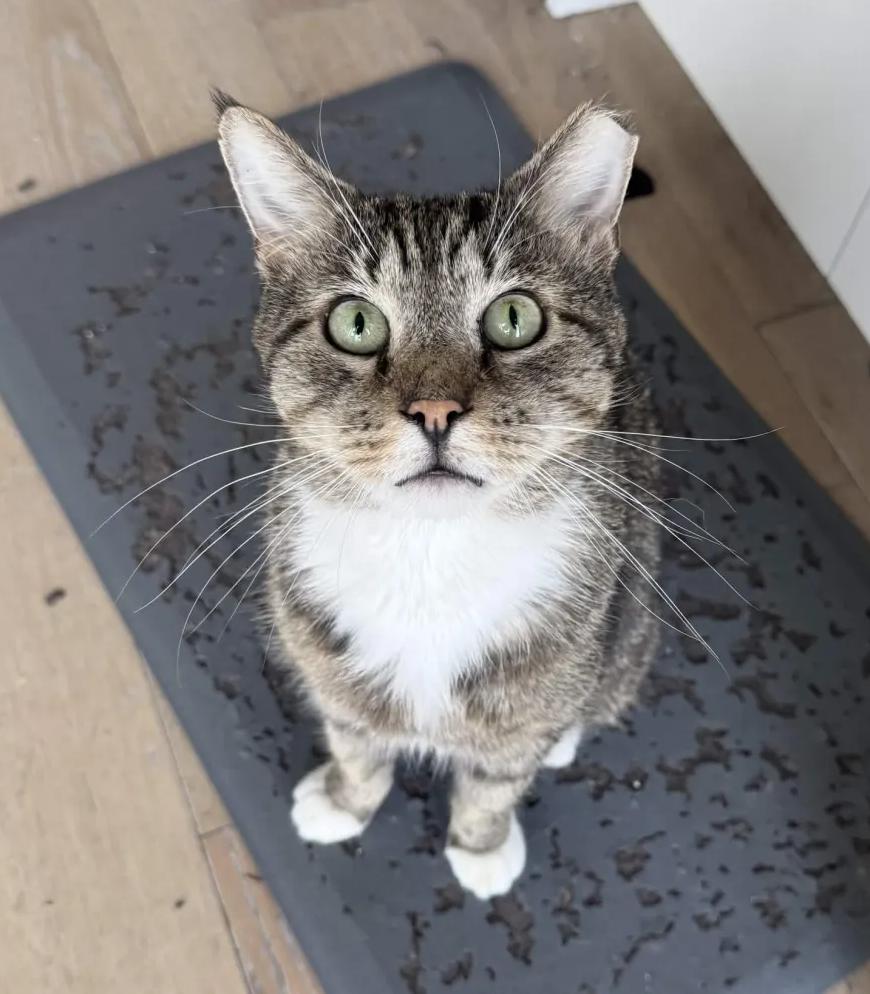 Chickpea, ADOPTABLE, Adult Male Domestic Short Hair.