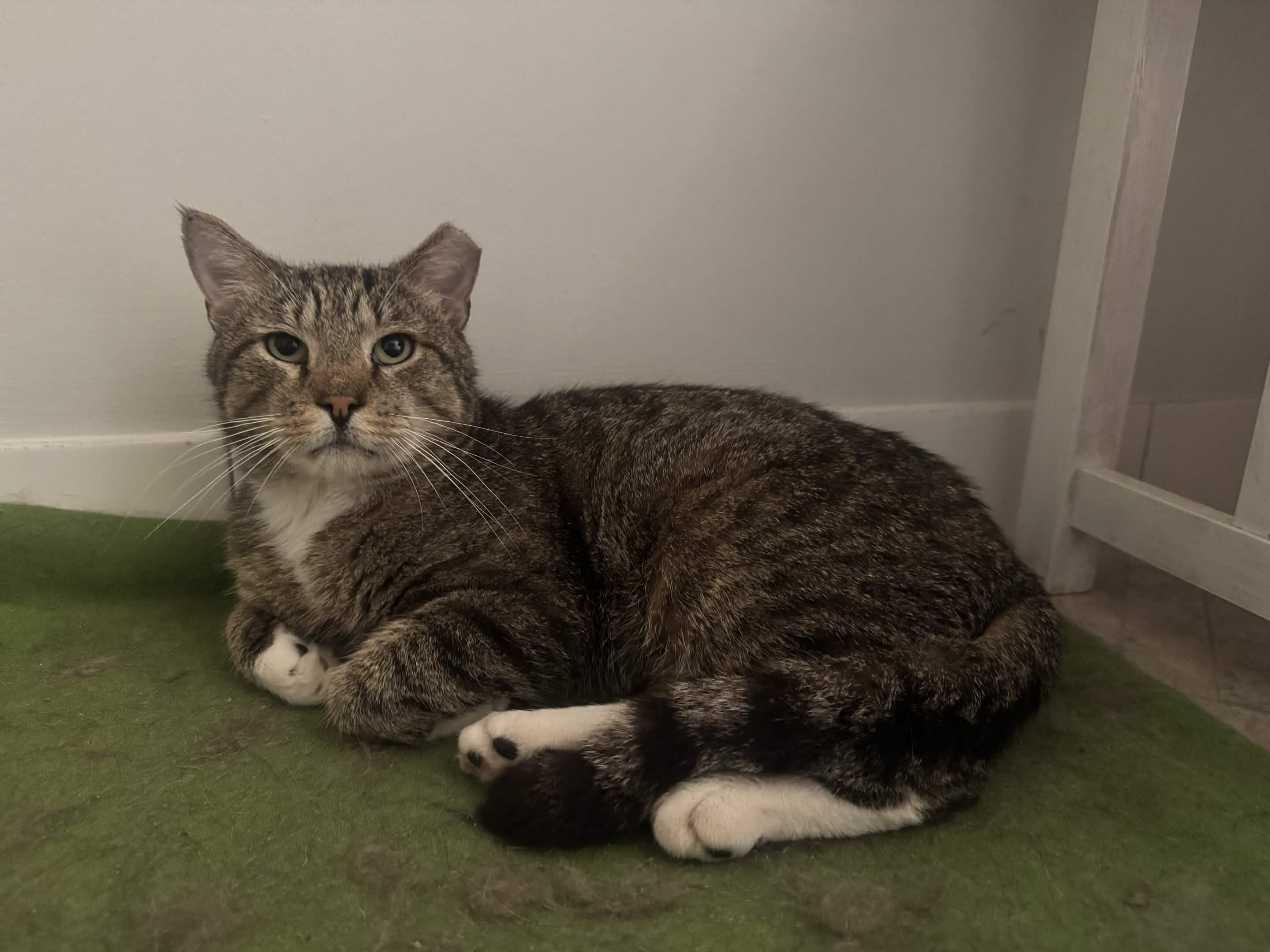 Chickpea, a ADOPTABLE Domestic Short Hair in Weehawken, NJ image 3/6