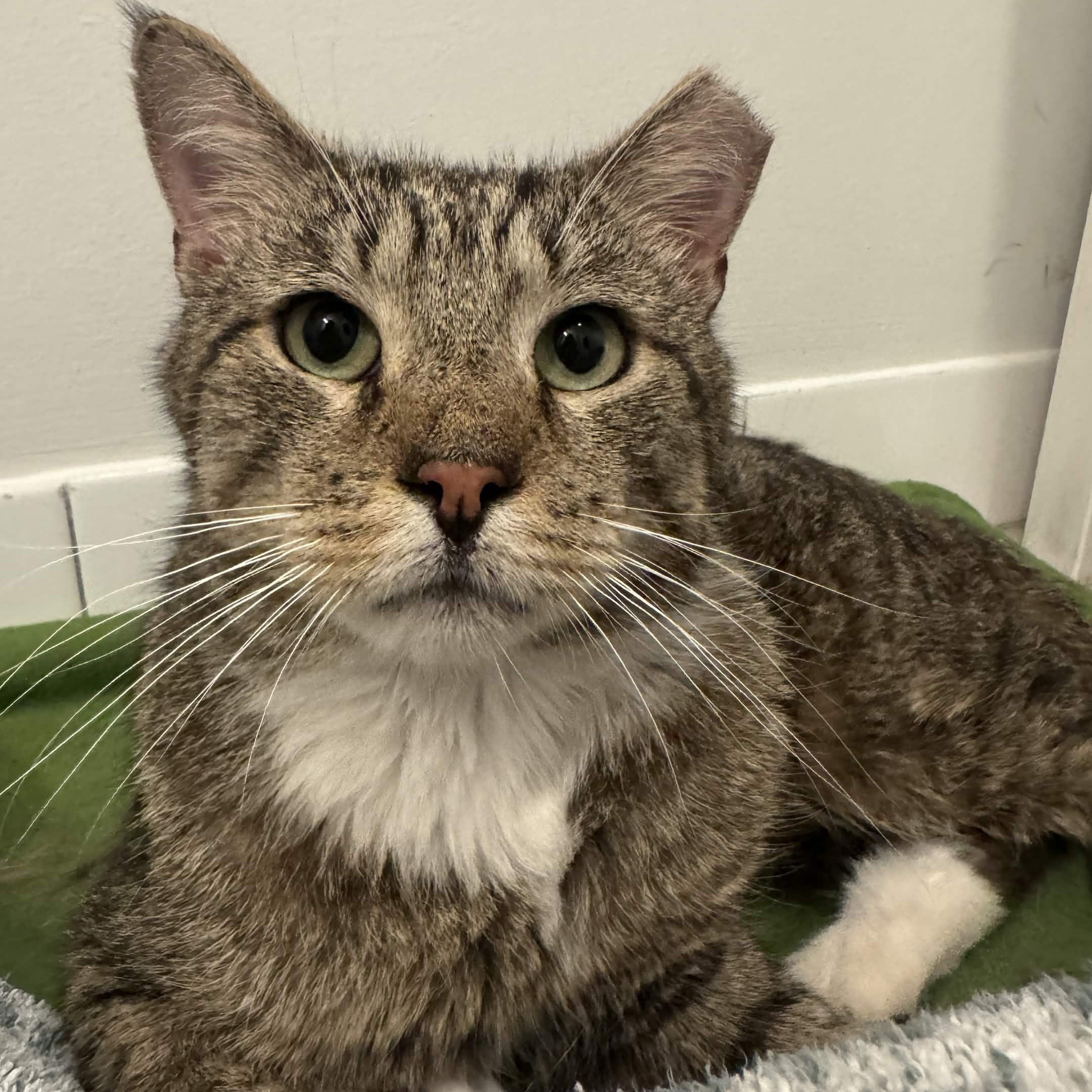 Chickpea, a ADOPTABLE Domestic Short Hair in Weehawken, NJ image 2/6