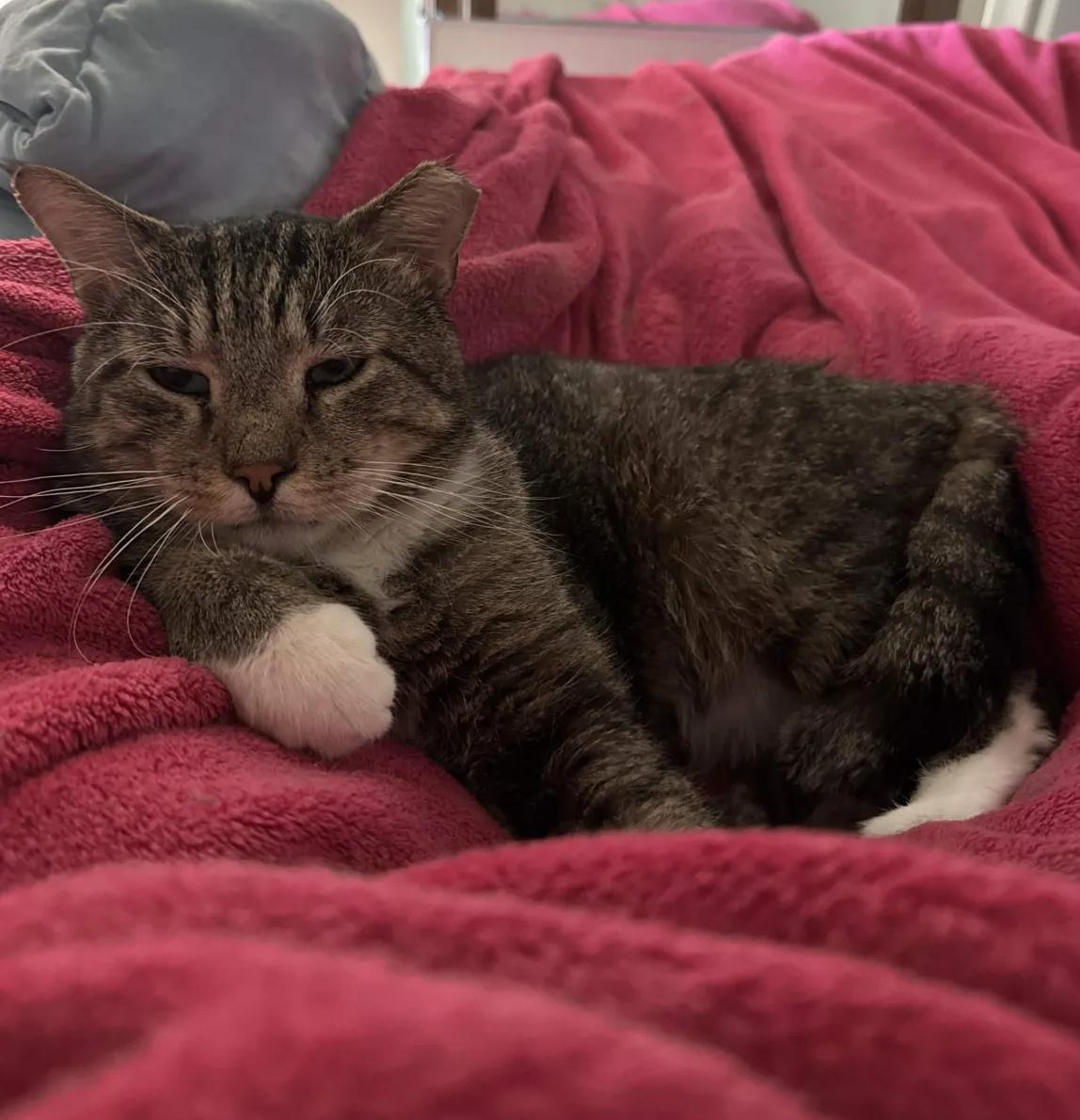 Chickpea, a ADOPTABLE Domestic Short Hair in Weehawken, NJ image 6/6