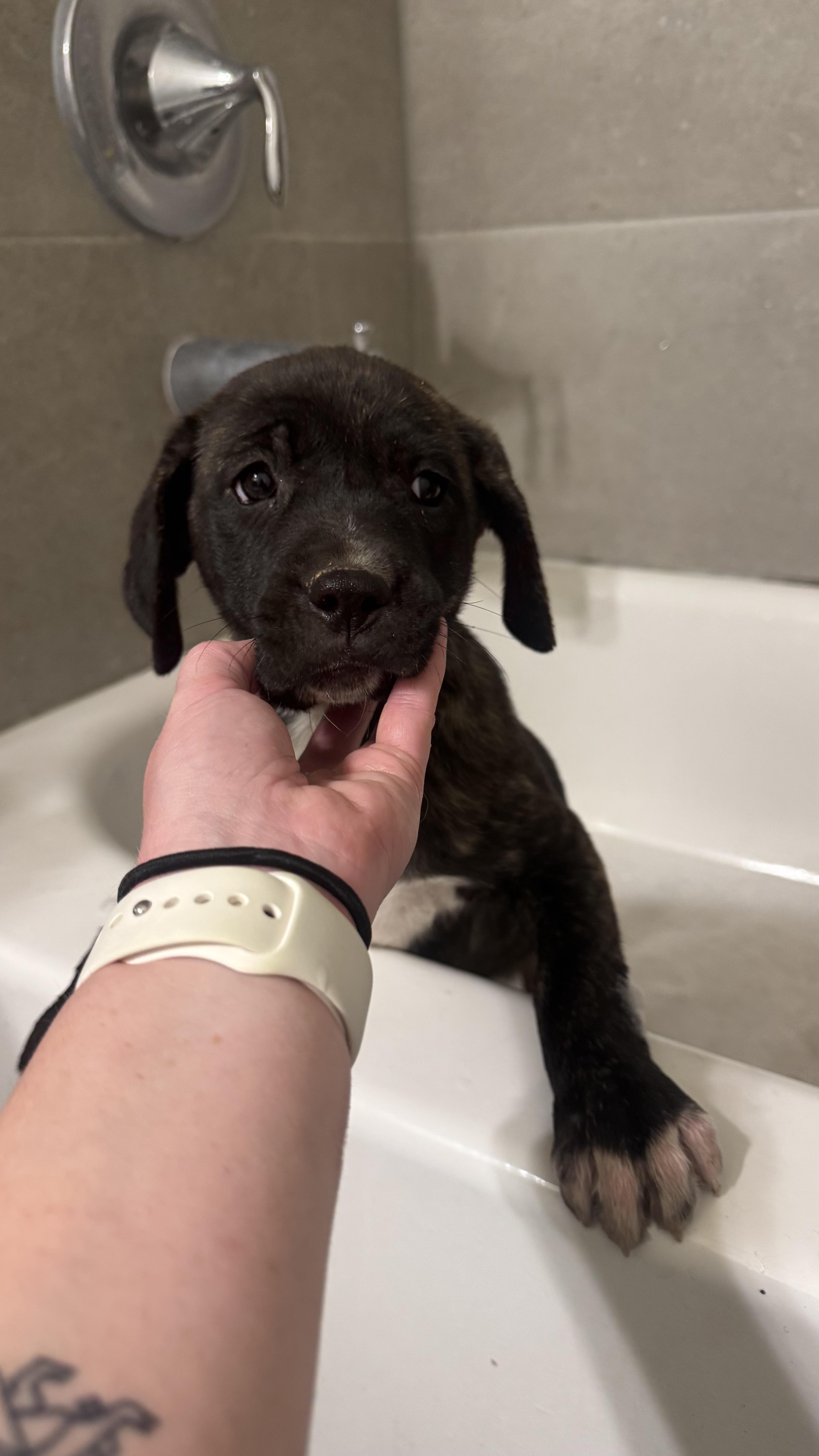 Toast, Adoptable, Puppy Female Mixed Breed.