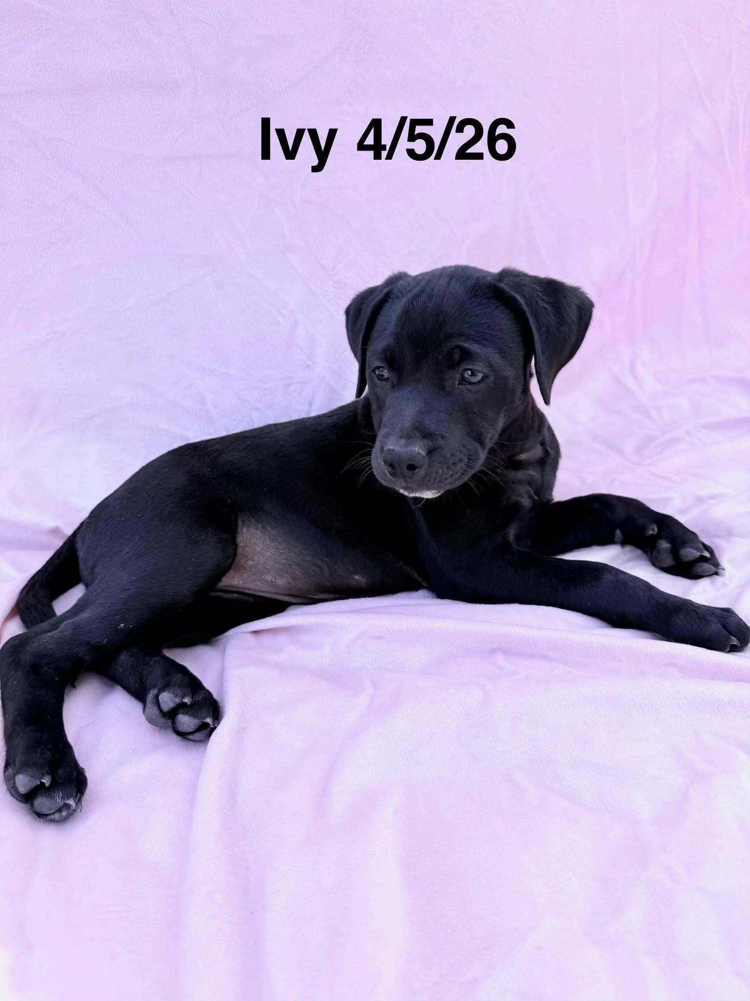 Ivy, Adoptable, Puppy Female Staffordshire Bull Terrier & Shepherd.