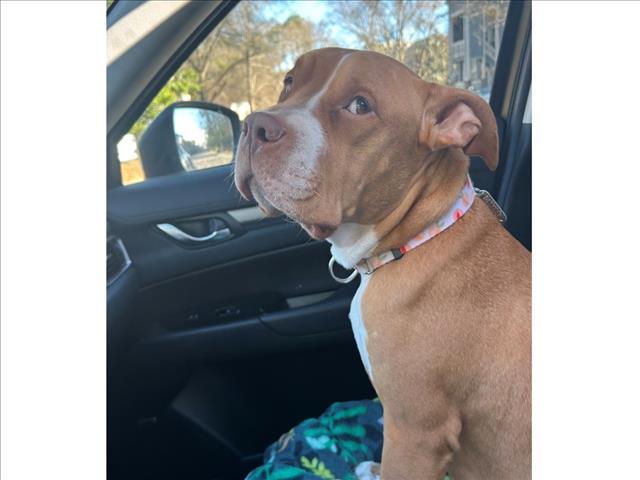 Enlarge CLOVER, a Adoptable Pit Bull Terrier in Chapel Hill, NC image 1/1