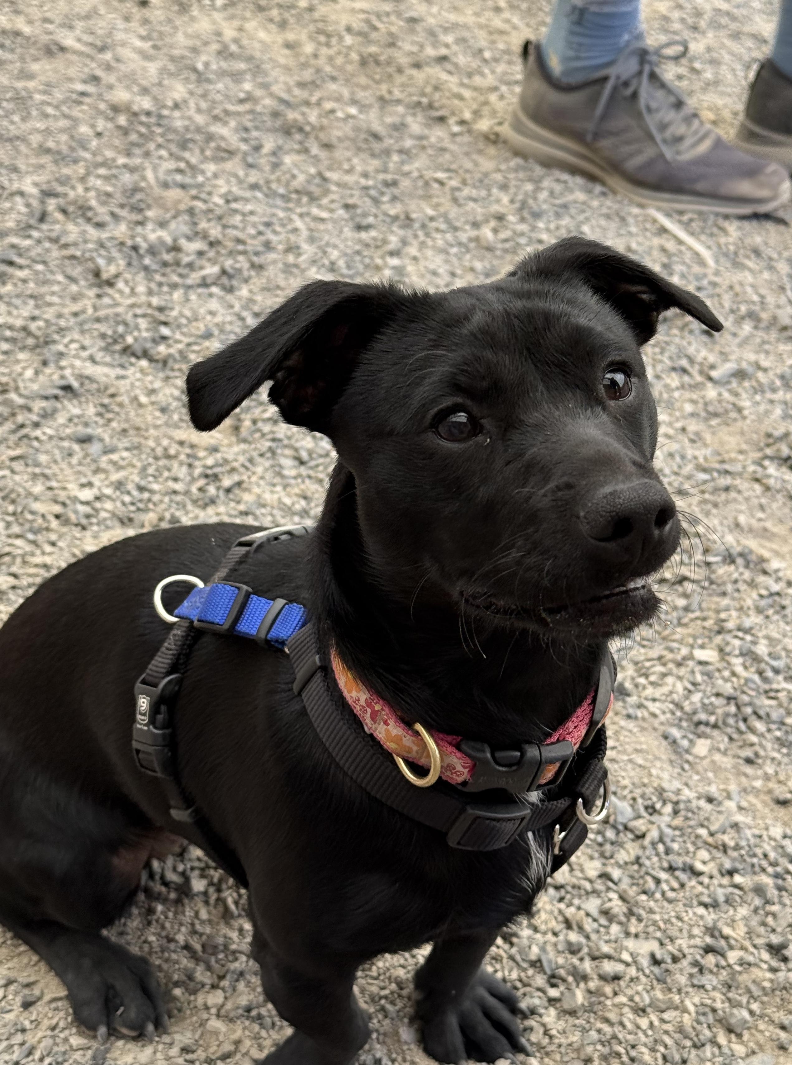 Enlarge Penny, an adopted Terrier in Petaluma, CA image 2/2