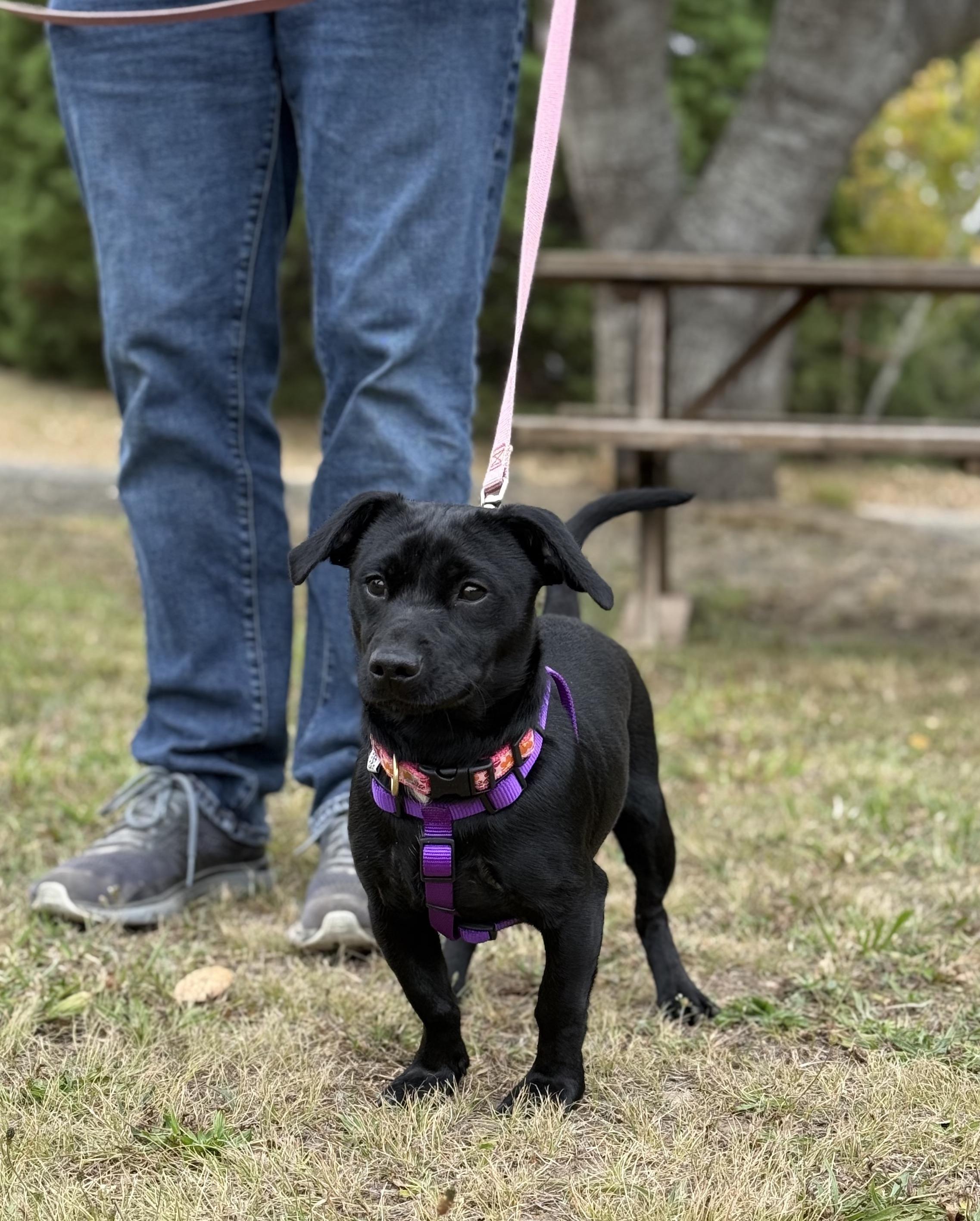 Penny, adopted, Young Female Terrier.