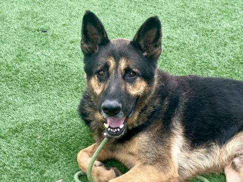 BRONNY, Adoptable, Adult Male German Shepherd Dog.