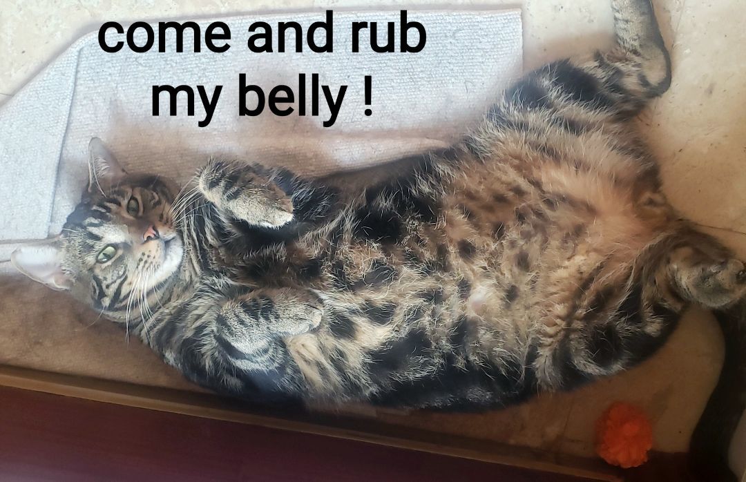 Will , a Adoptable mixed breed in Houston, TX image 1/3