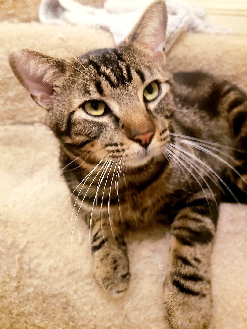 Will , a Adoptable mixed breed in Houston, TX image 3/3