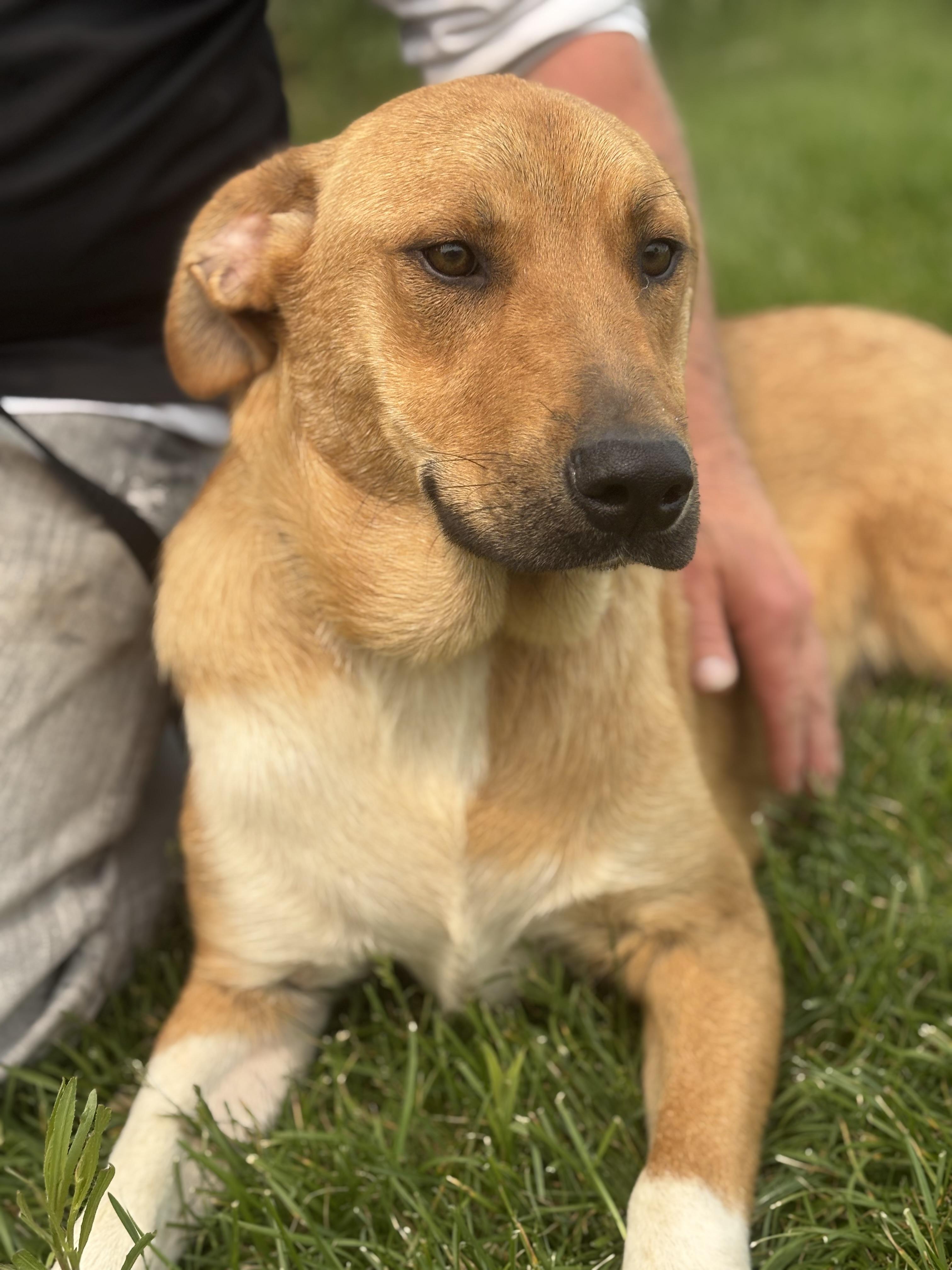 Brownie Bo, Adult Male unknown