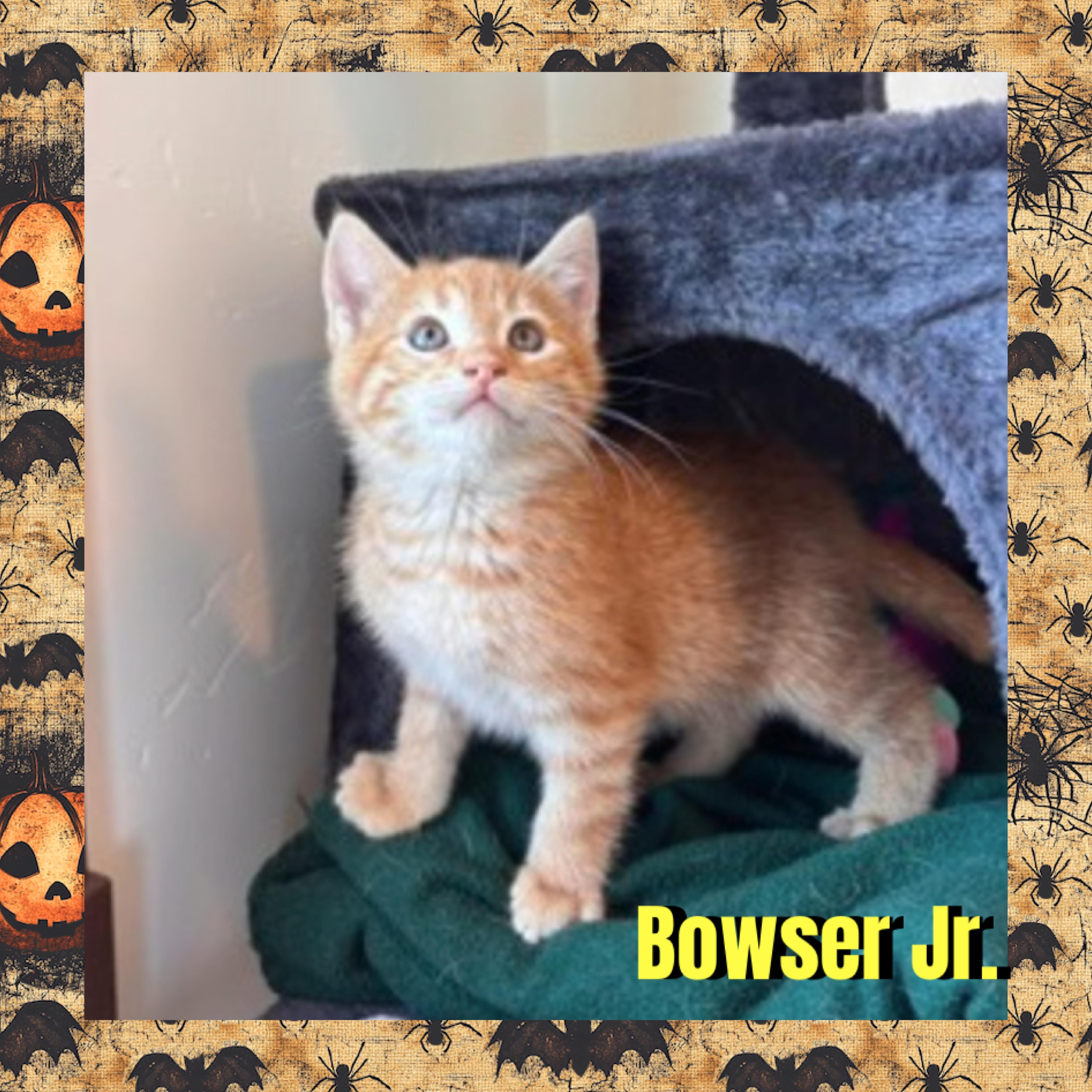 Enlarge Bowser Jr., a Adoptable mixed breed in Red Lodge, MT image 3/4