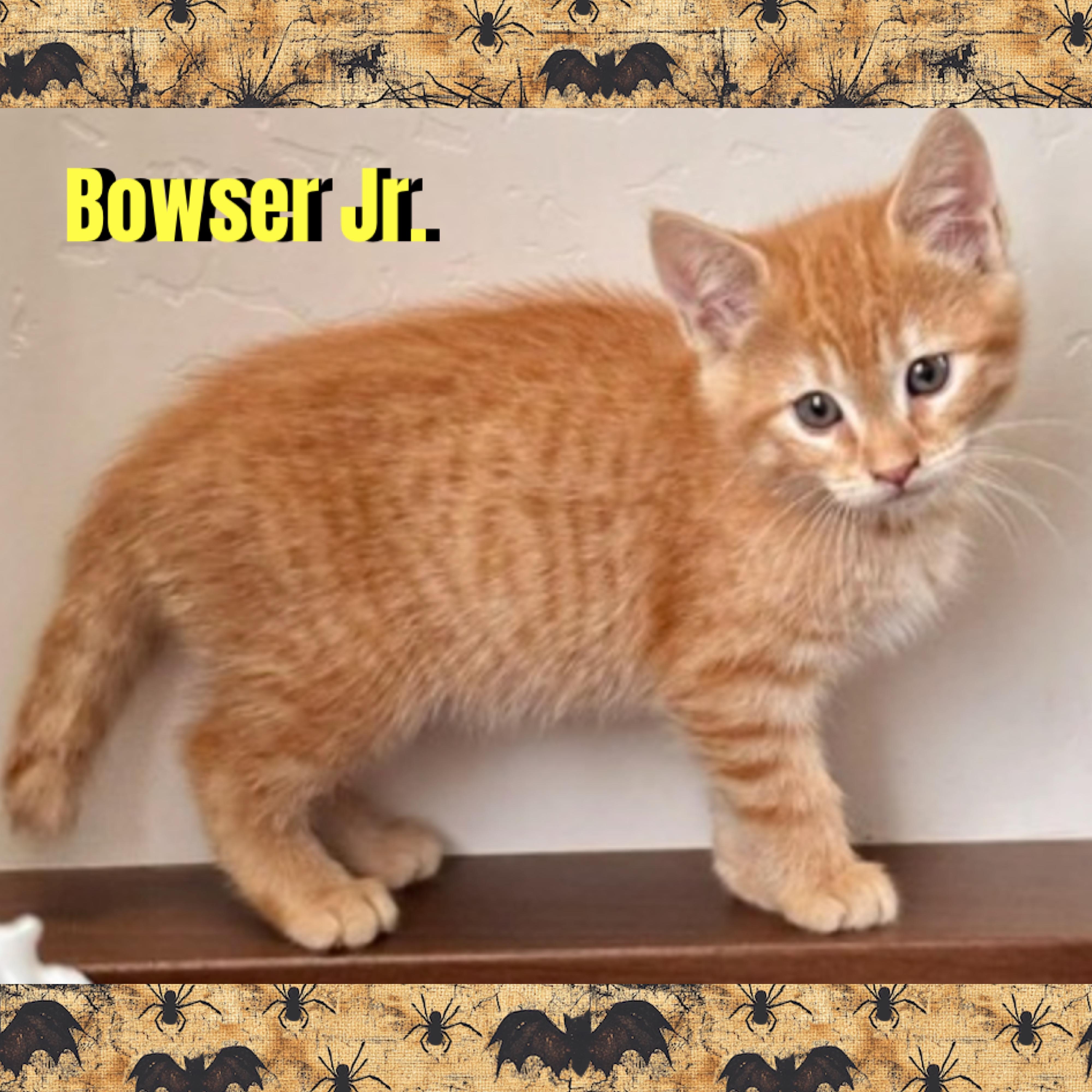 Enlarge Bowser Jr., a Adoptable mixed breed in Red Lodge, MT image 1/4