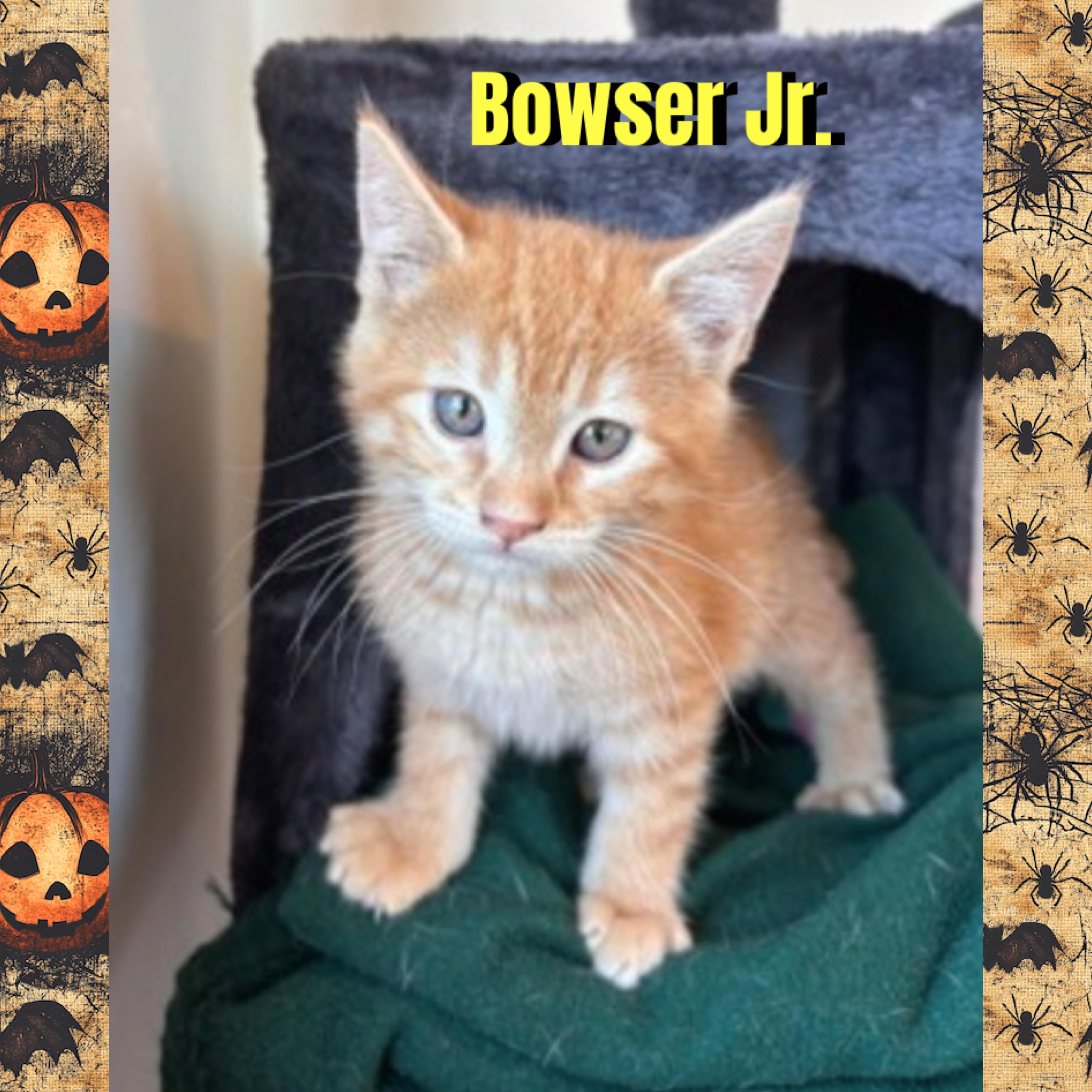 Enlarge Bowser Jr., a Adoptable mixed breed in Red Lodge, MT image 4/4
