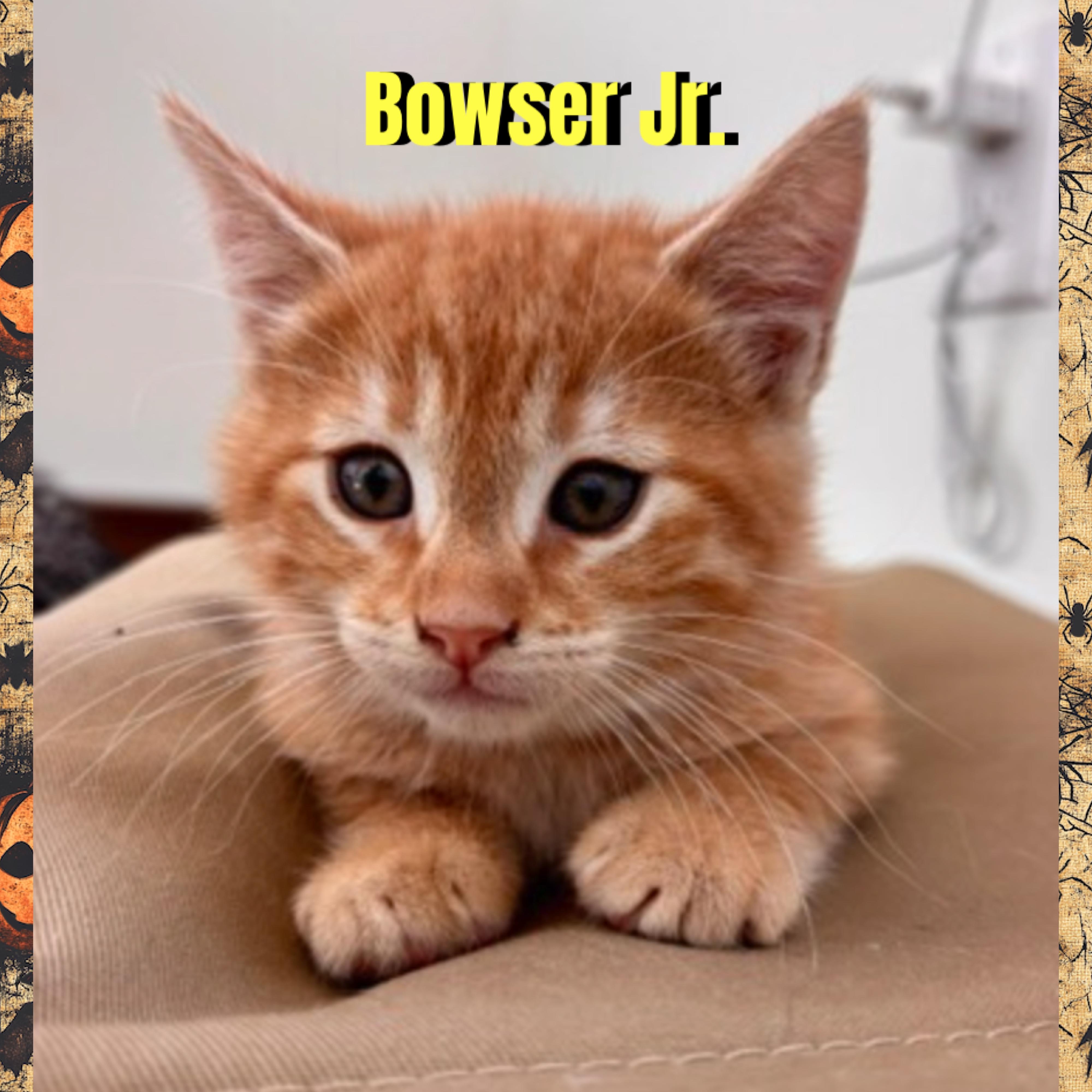 Enlarge Bowser Jr., a Adoptable mixed breed in Red Lodge, MT image 2/4