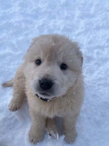 Enlarge Holly, a Adopted mixed breed in Wasilla, AK image 1/1