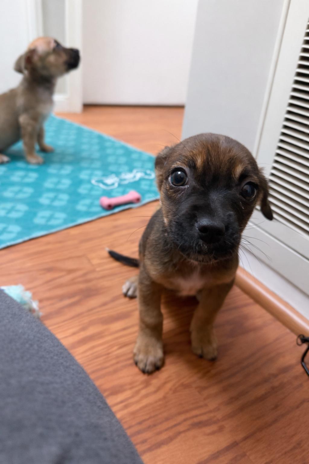 Enlarge Olive, a ADOPTABLE mixed breed in Jeffersonville, IN image 3/4