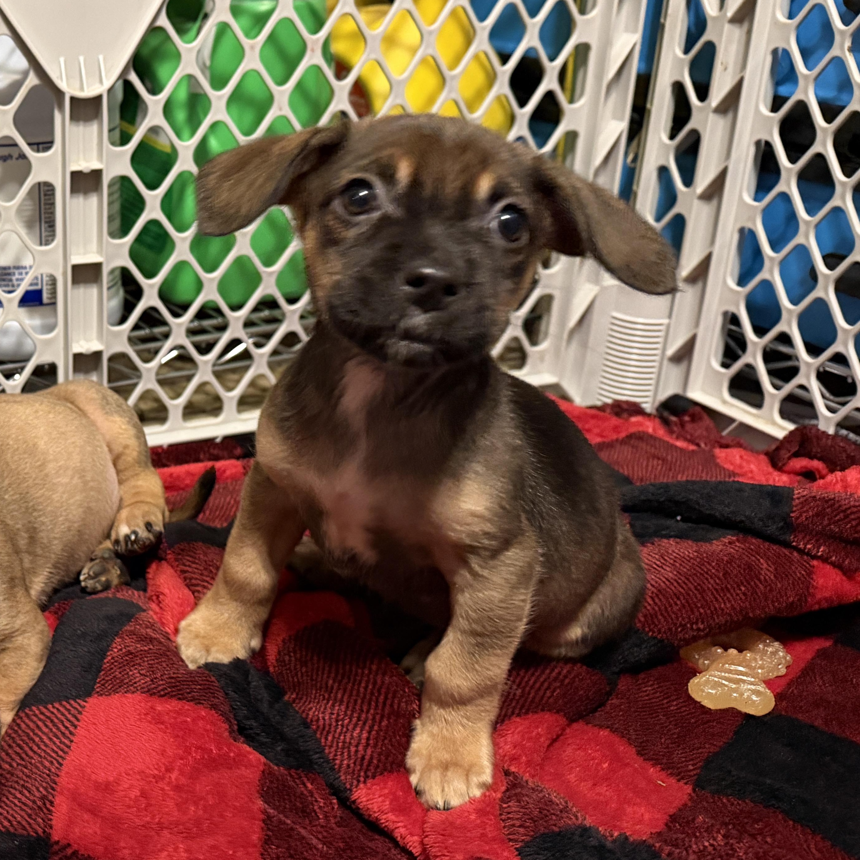Enlarge Olive, a ADOPTABLE mixed breed in Jeffersonville, IN image 4/4