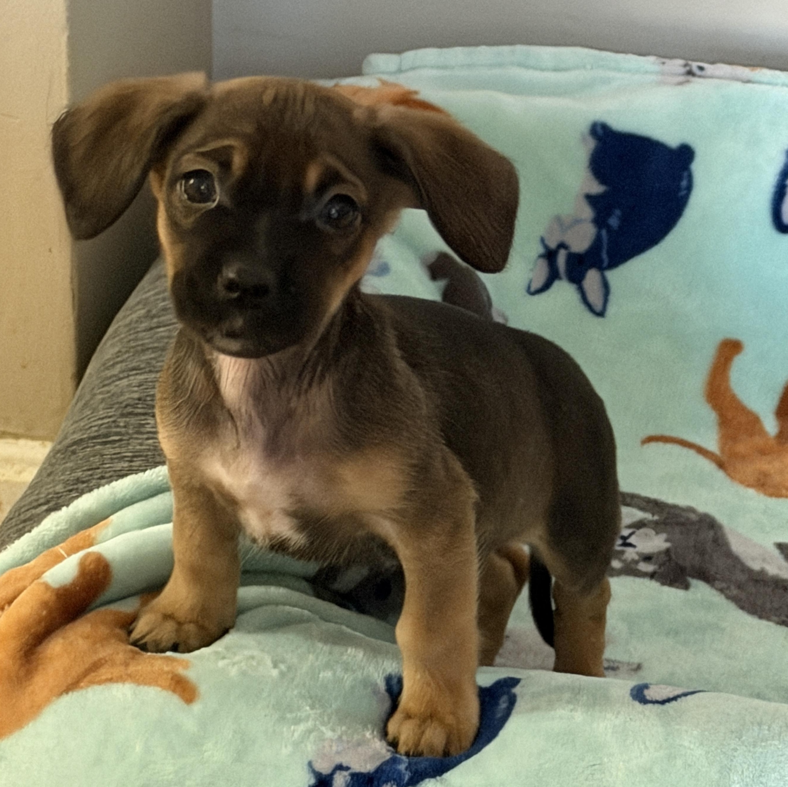 Olive, adopted, Puppy Female Beagle & Chiweenie.