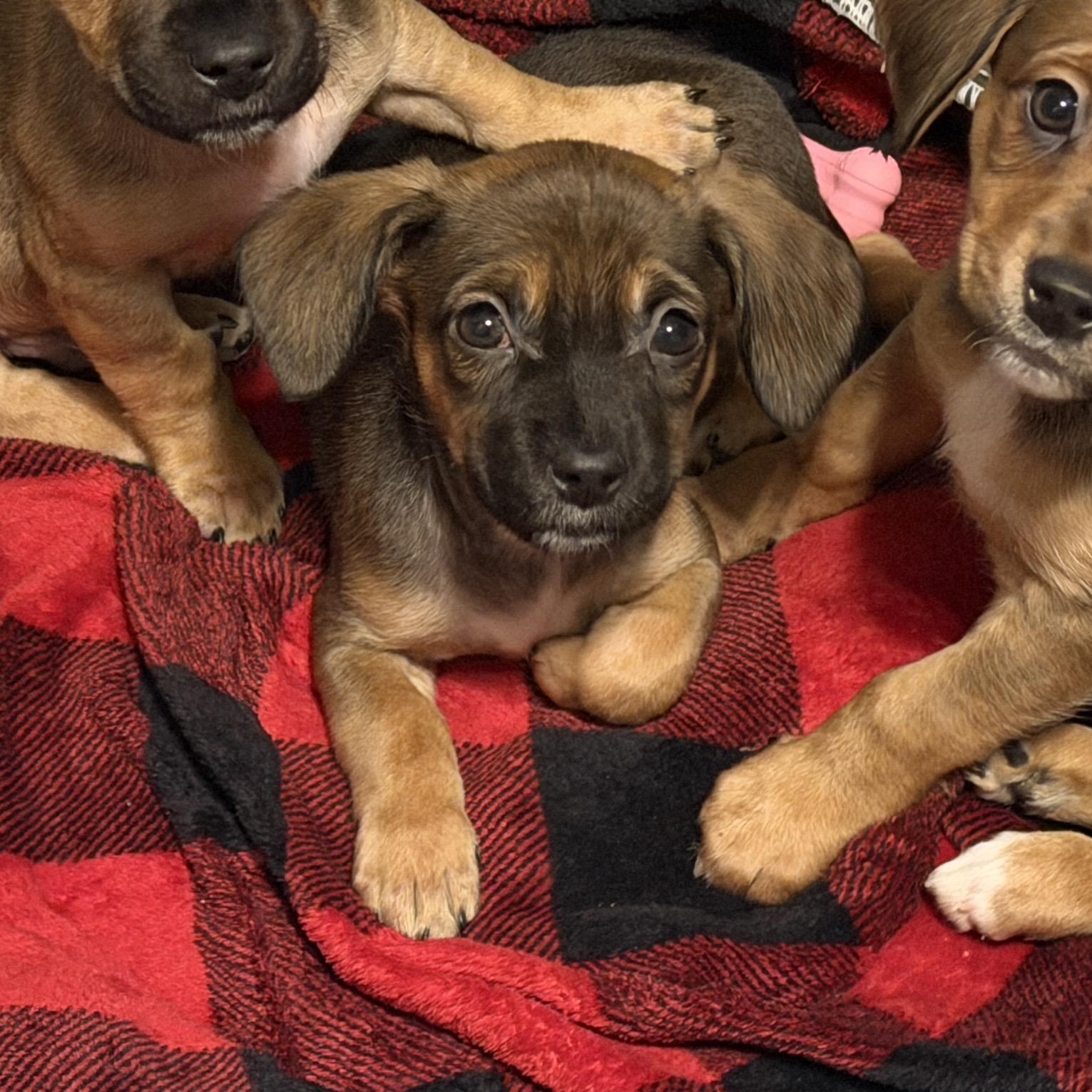 Olive, ADOPTABLE, Puppy Female Beagle & Chiweenie.