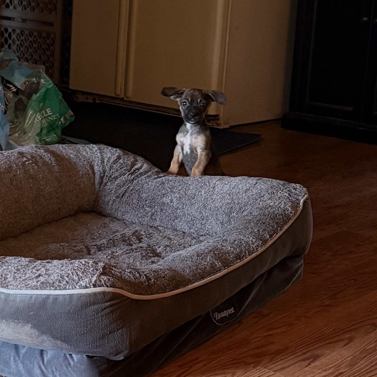 Enlarge Olive, a ADOPTABLE mixed breed in Jeffersonville, IN image 2/4