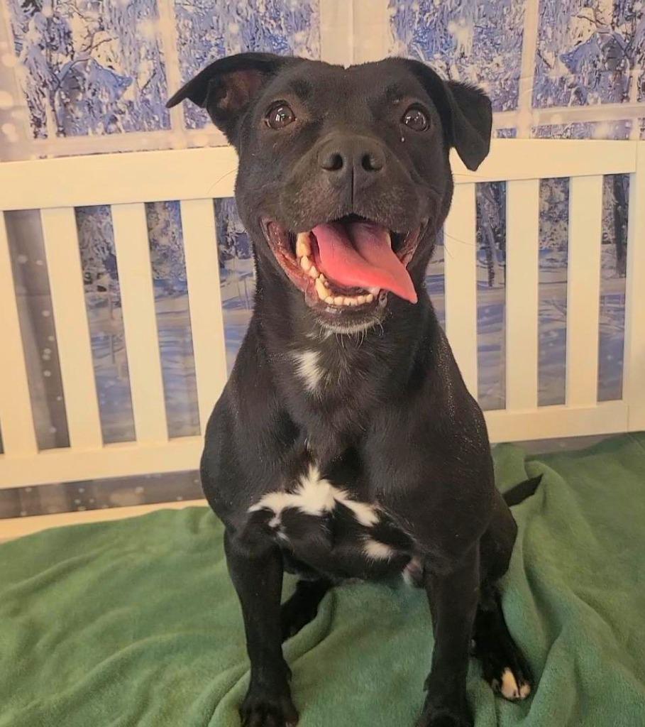 Enlarge Celeste Yrly 402, a Adoptable Terrier in Sidney, OH image 1/3