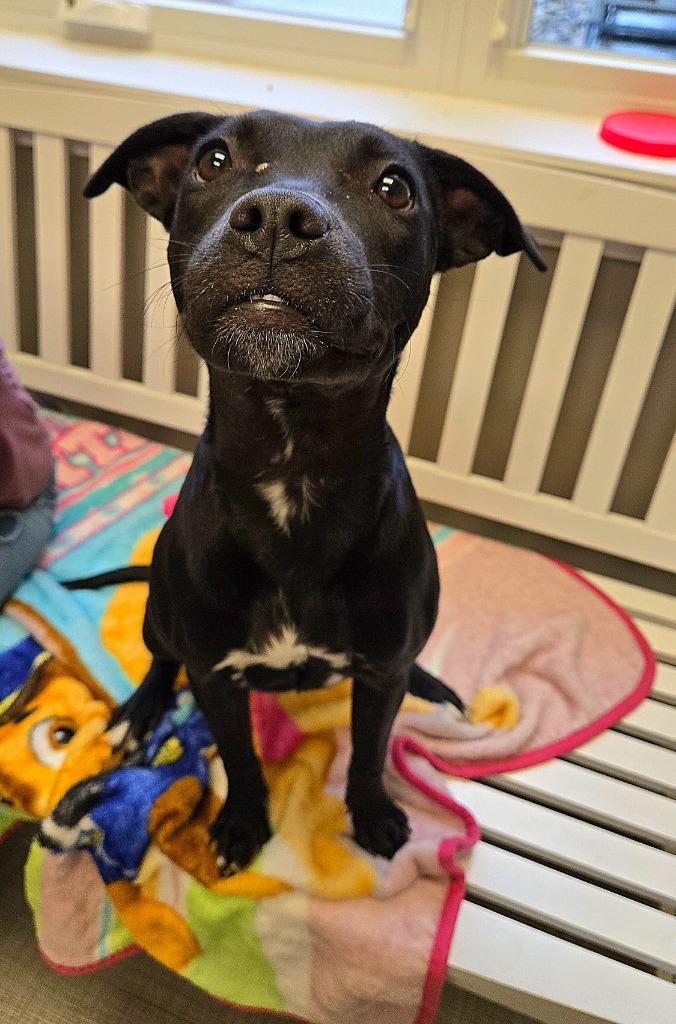 Enlarge Celeste Yrly 402, a Adoptable Terrier in Sidney, OH image 2/3