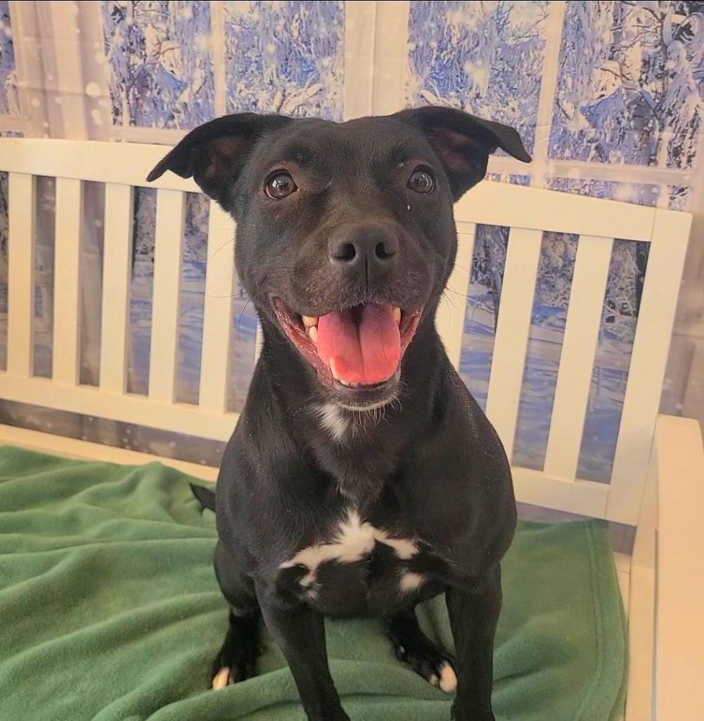 Enlarge Celeste Yrly 402, a Adoptable Terrier in Sidney, OH image 3/3