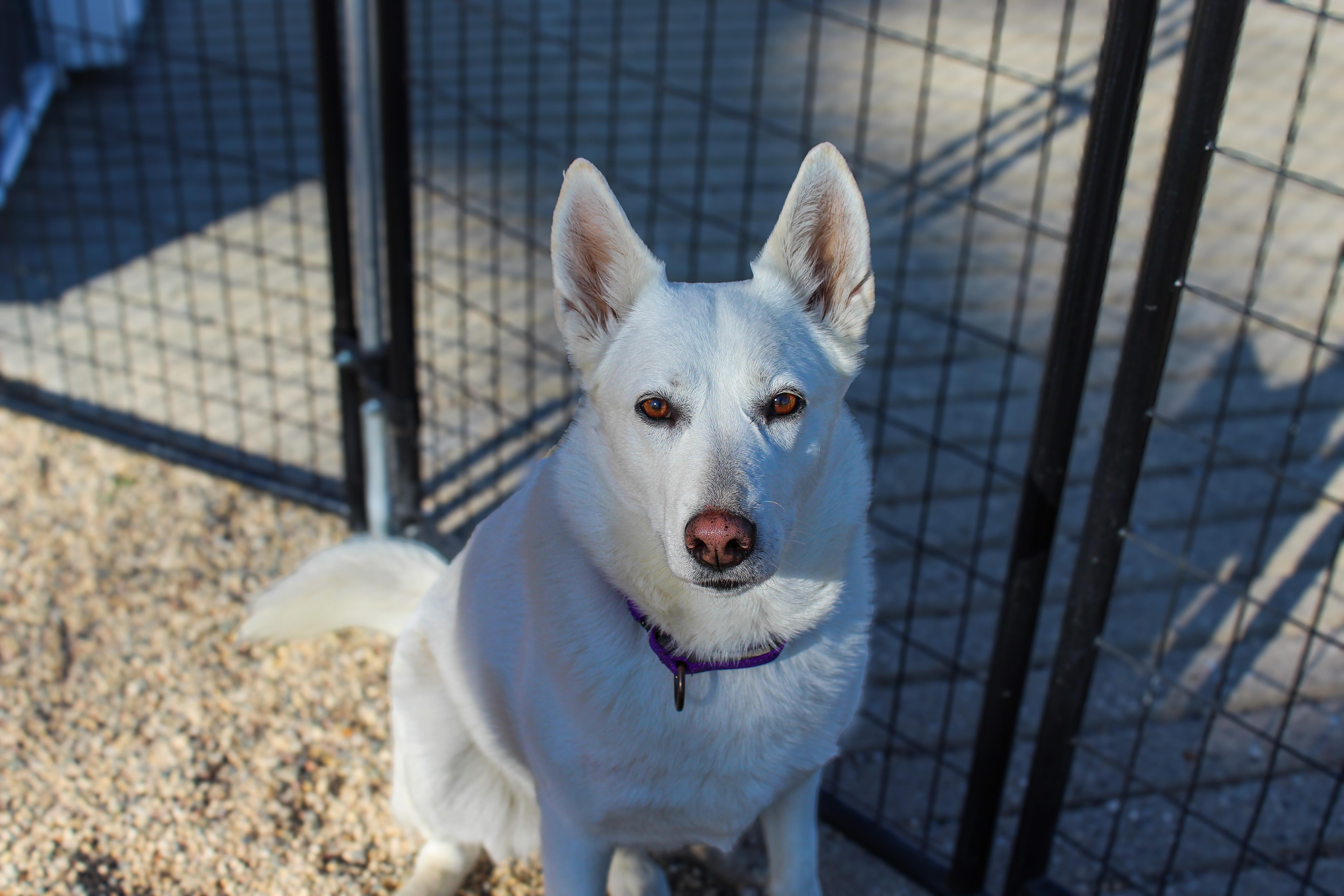 Luna, ADOPTABLE, Adult Female White German Shepherd.