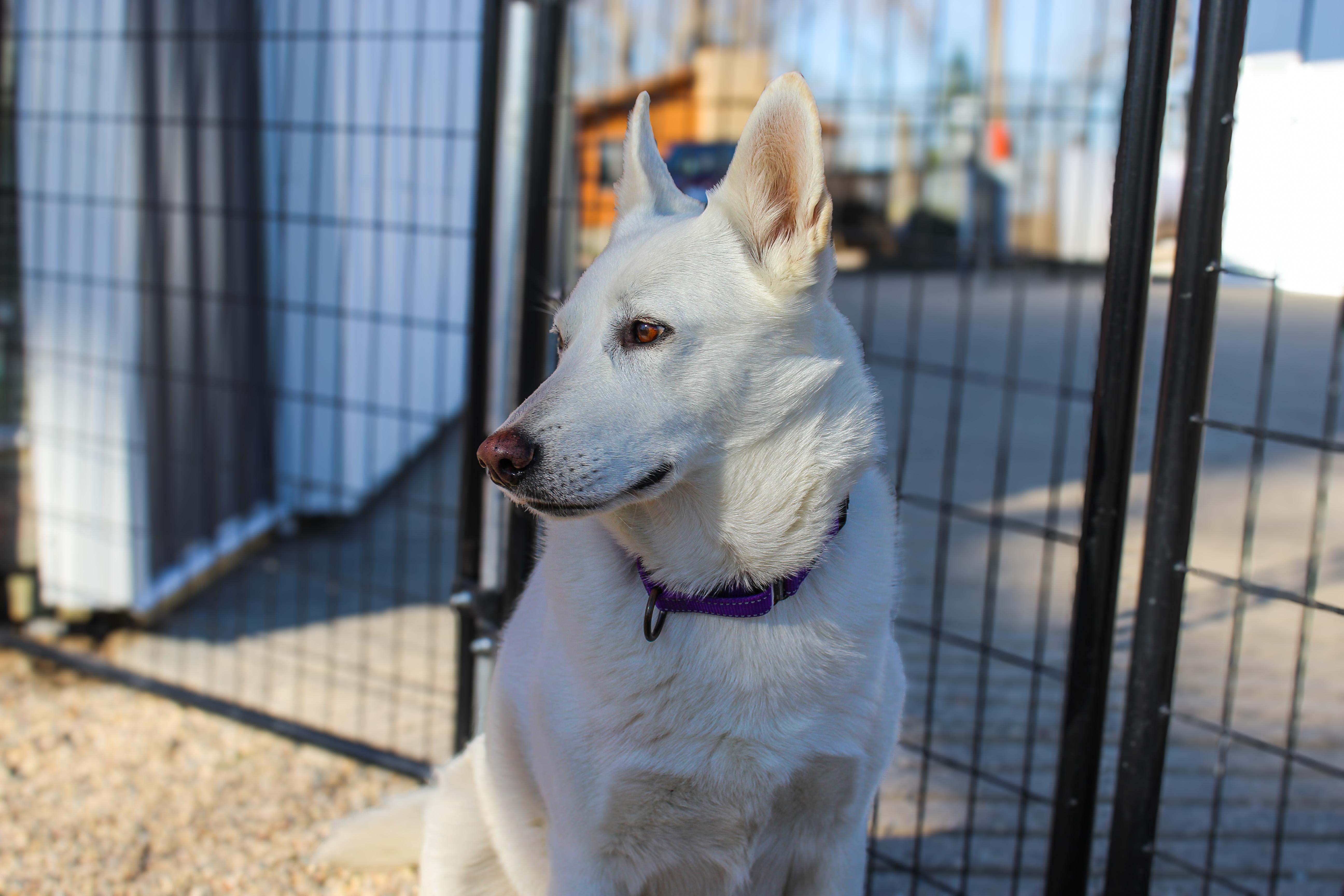 Enlarge Luna, a ADOPTABLE mixed breed in Hutchinson, MN image 5/5