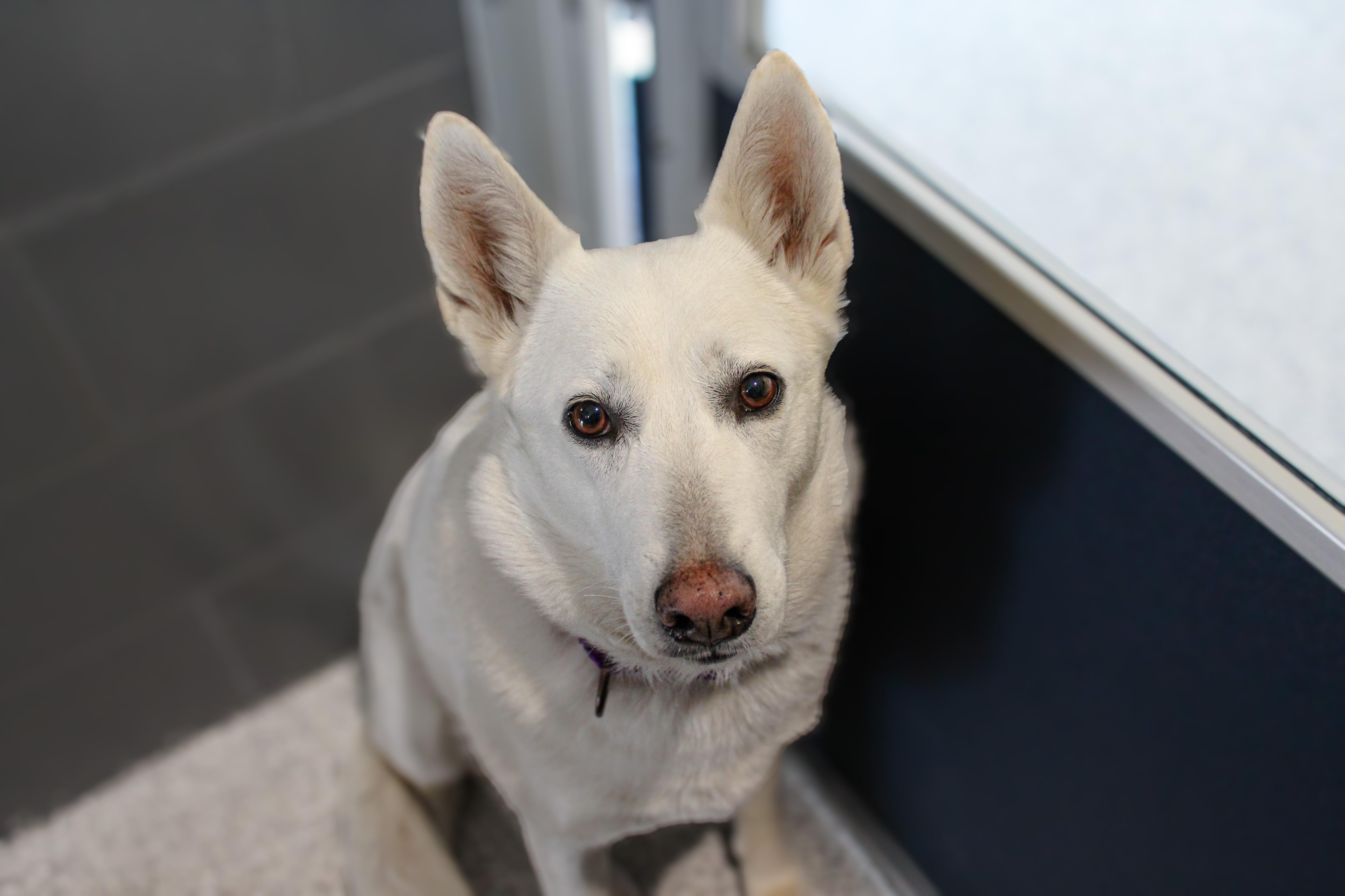 Enlarge Luna, a ADOPTABLE mixed breed in Hutchinson, MN image 4/5