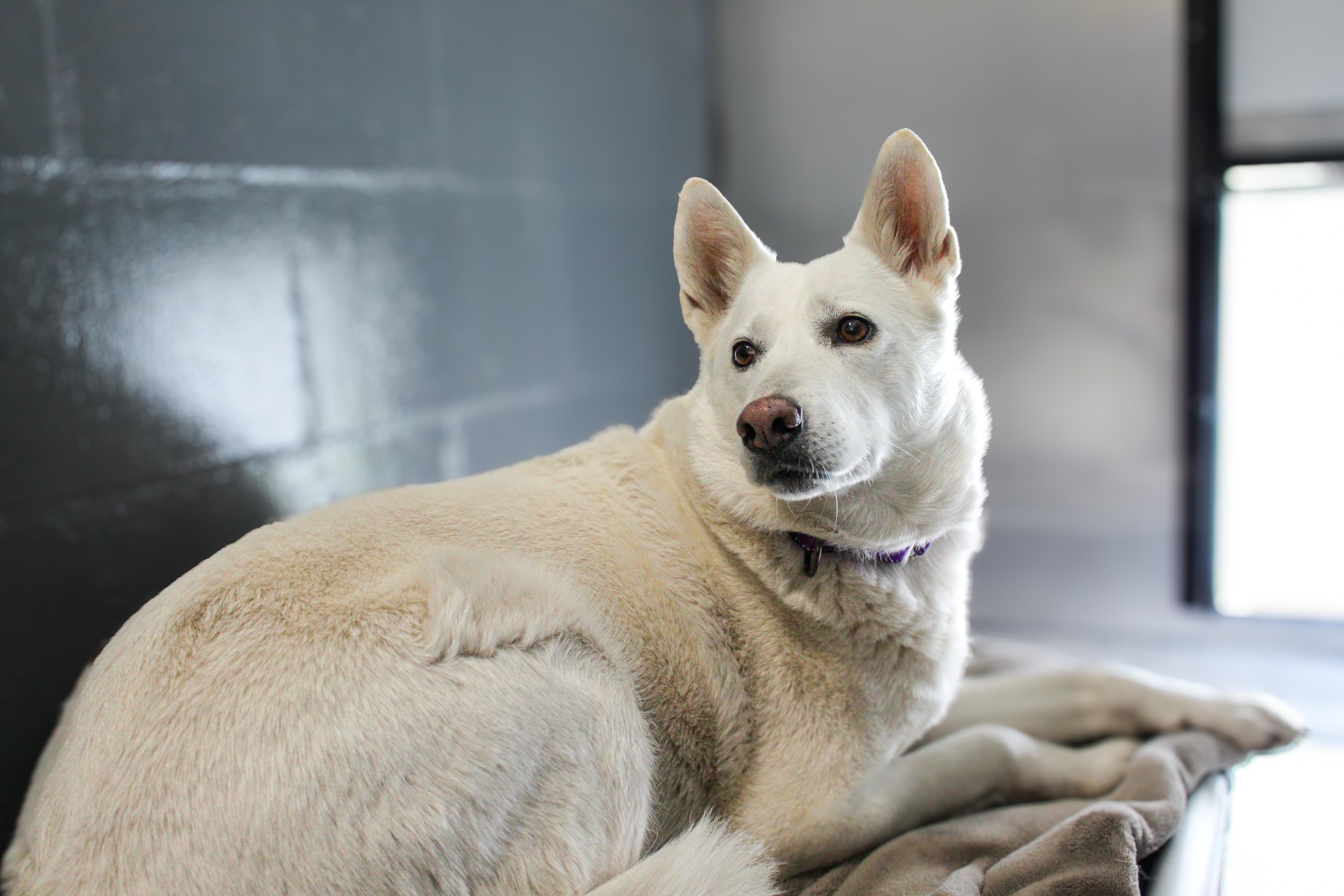Enlarge Luna, a ADOPTABLE mixed breed in Hutchinson, MN image 2/5