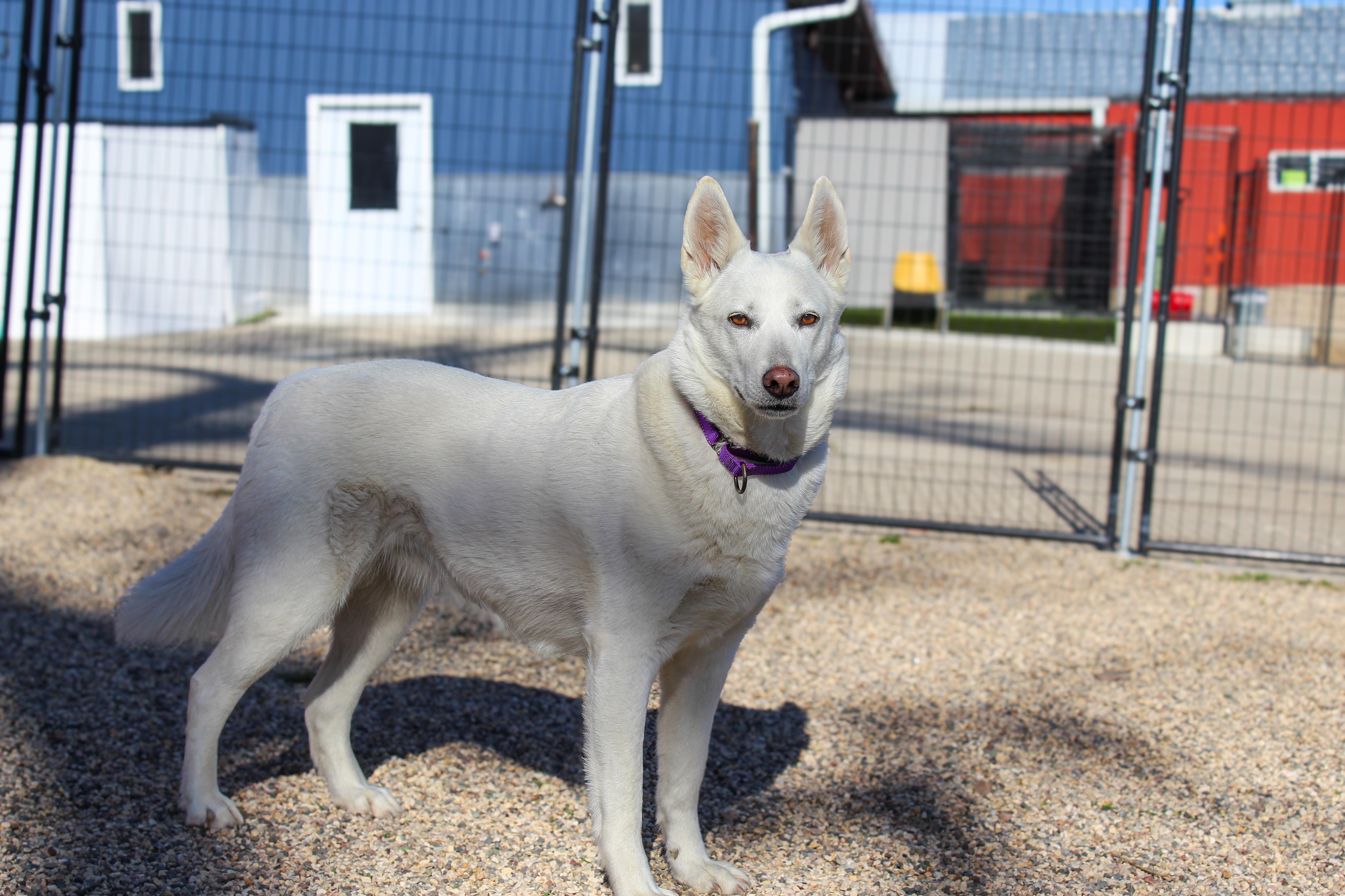 Enlarge Luna, a ADOPTABLE mixed breed in Hutchinson, MN image 3/5