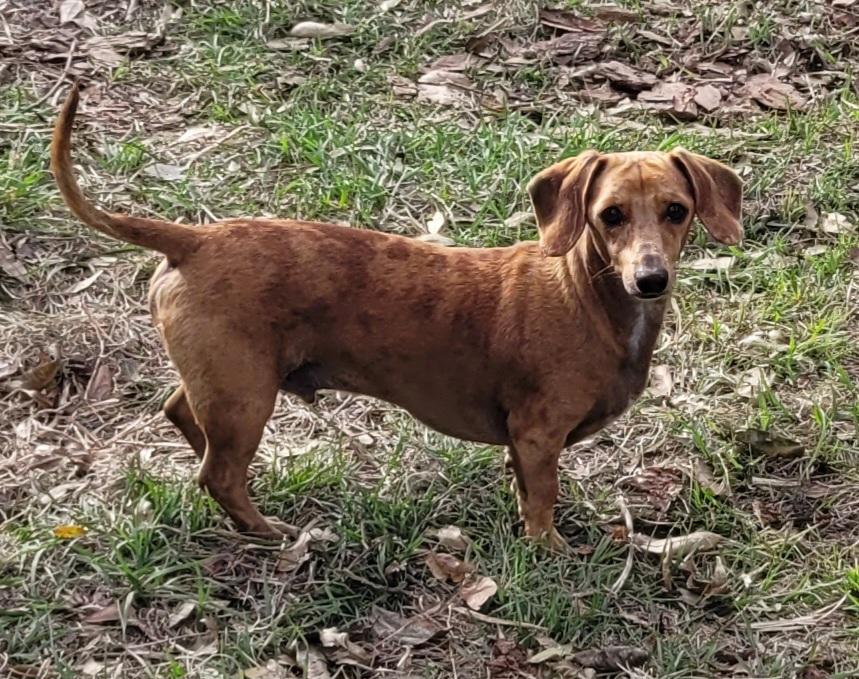 Skittles, Adoptable, Adult Male Dachshund.