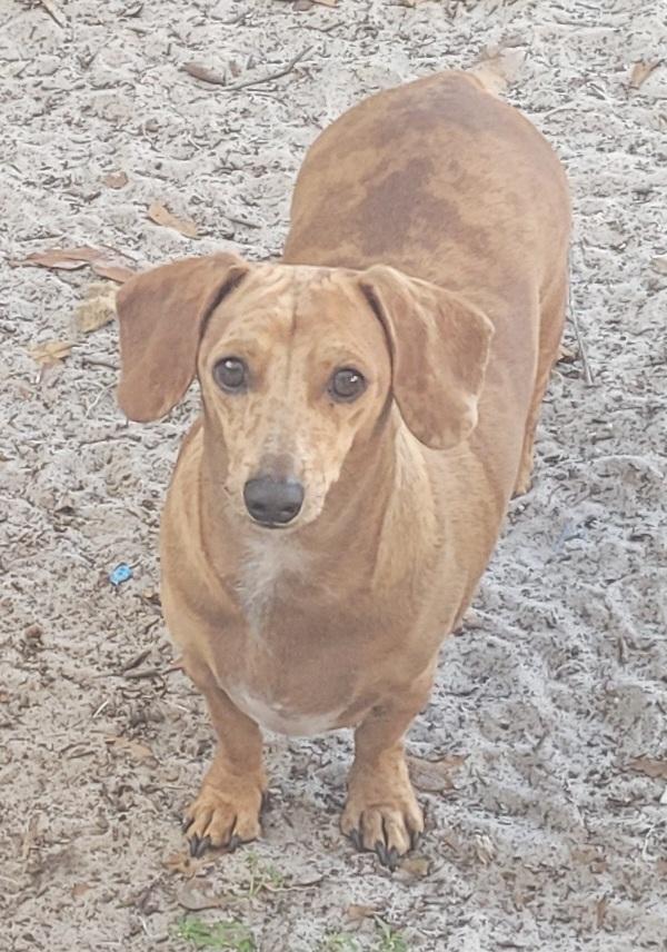 Skittles, Adoptable, Adult Male Dachshund.