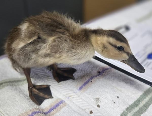 Blackberry, Adoptable, Baby Unknown Duck.