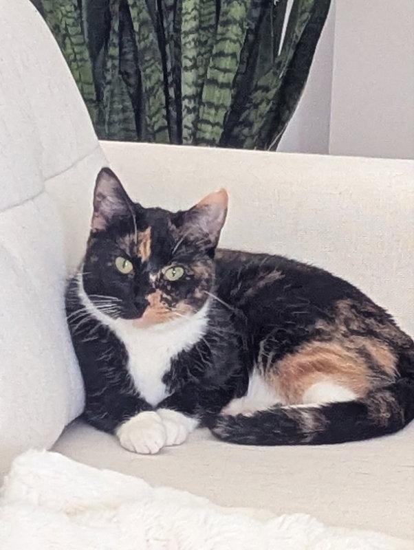 Enlarge Calypso, a Adoptable Calico in Dalzell, IL image 1/3