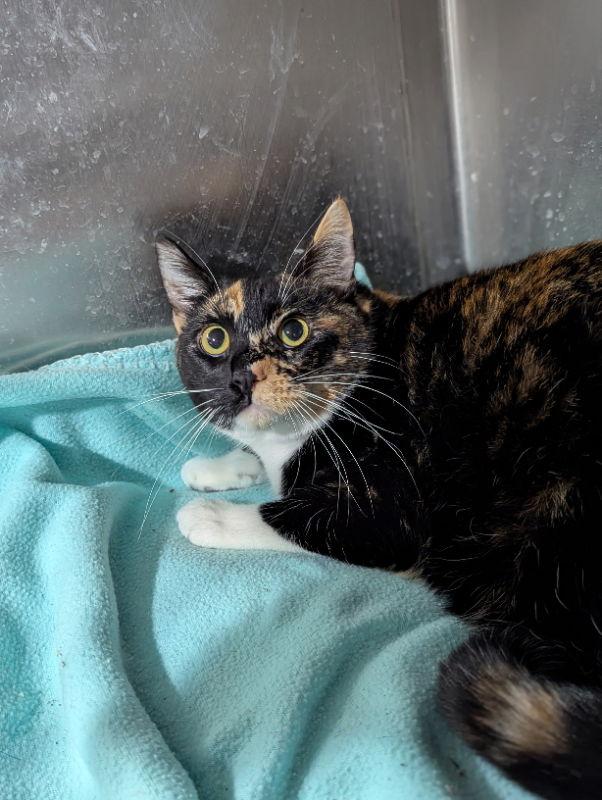 Calypso, Adoptable, Kitten Female Calico.