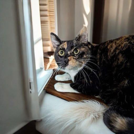 Calypso, a Adoptable Calico in Dalzell, IL image 2/3