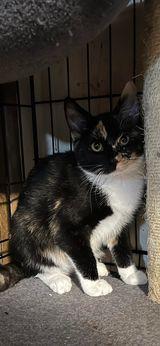 Calypso, a Adoptable Calico in Dalzell, IL image 3/3