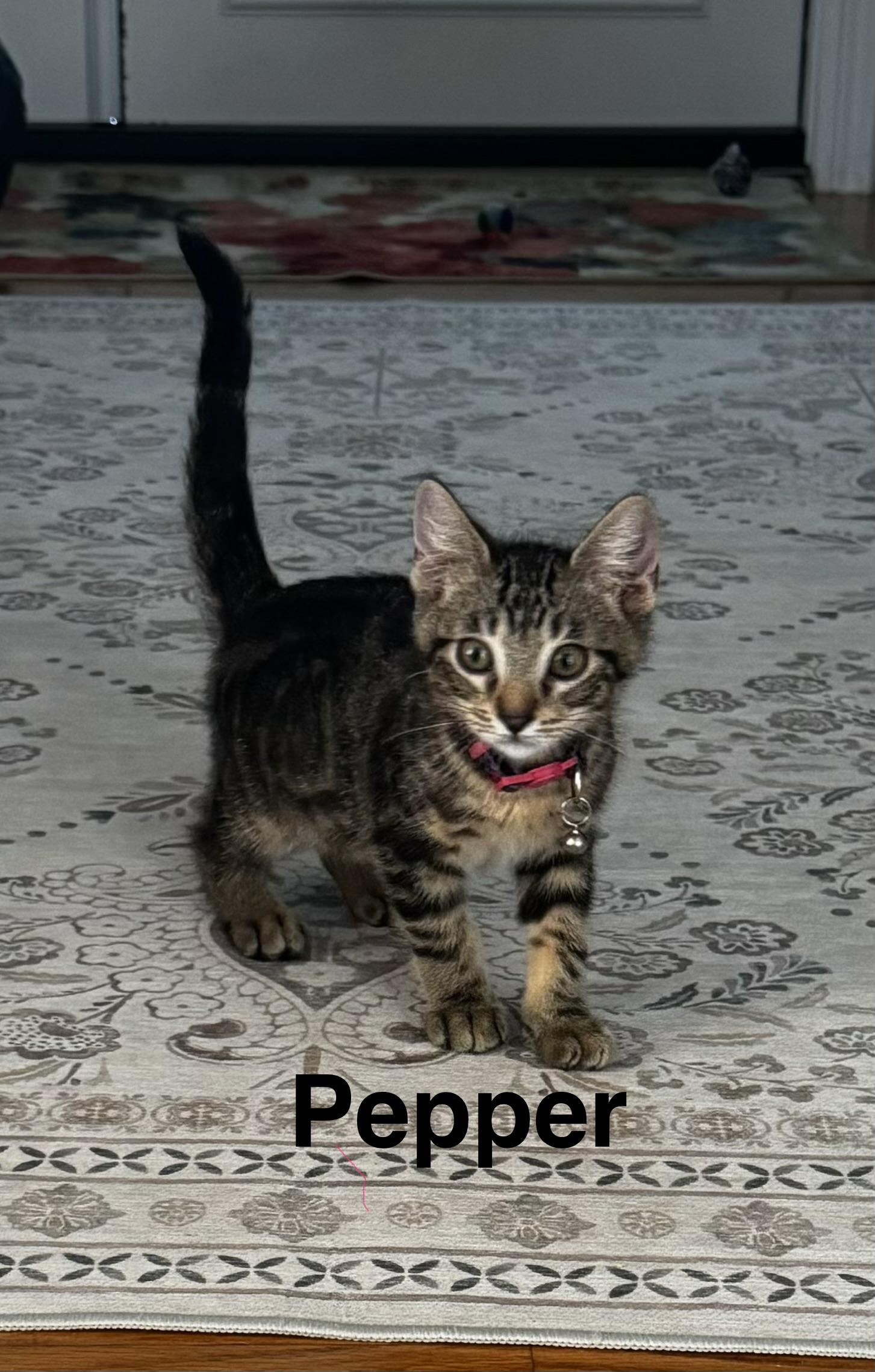 Pepper, ADOPTABLE, Young Male Domestic Medium Hair.