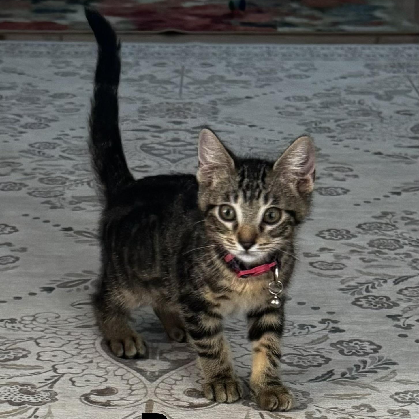Enlarge Pepper, a Adoptable mixed breed in Santa Monica, CA image 1/1