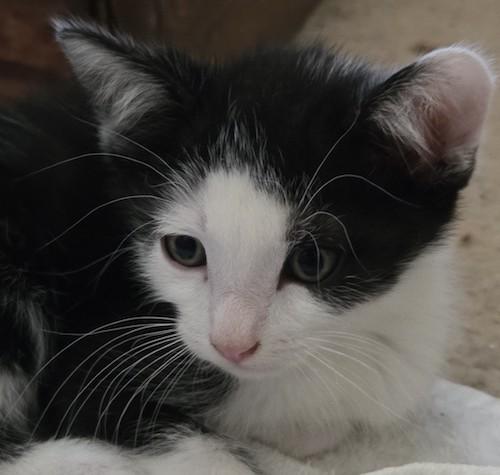 Sulu, Adoptable, Kitten Male Tuxedo & Domestic Short Hair.