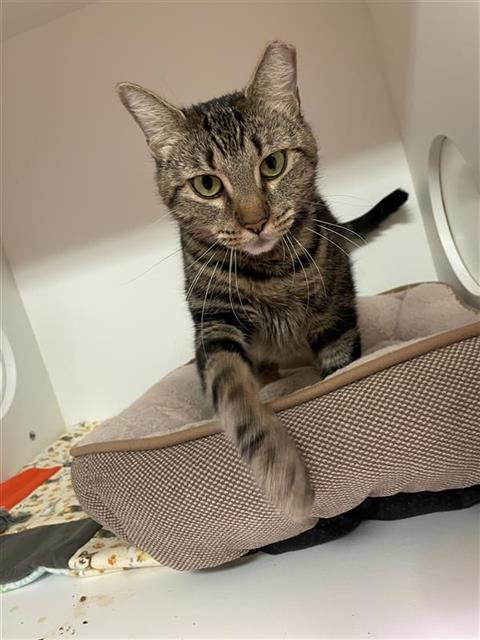 CANDICE MANE, Adoptable, Young Female Domestic Short Hair.